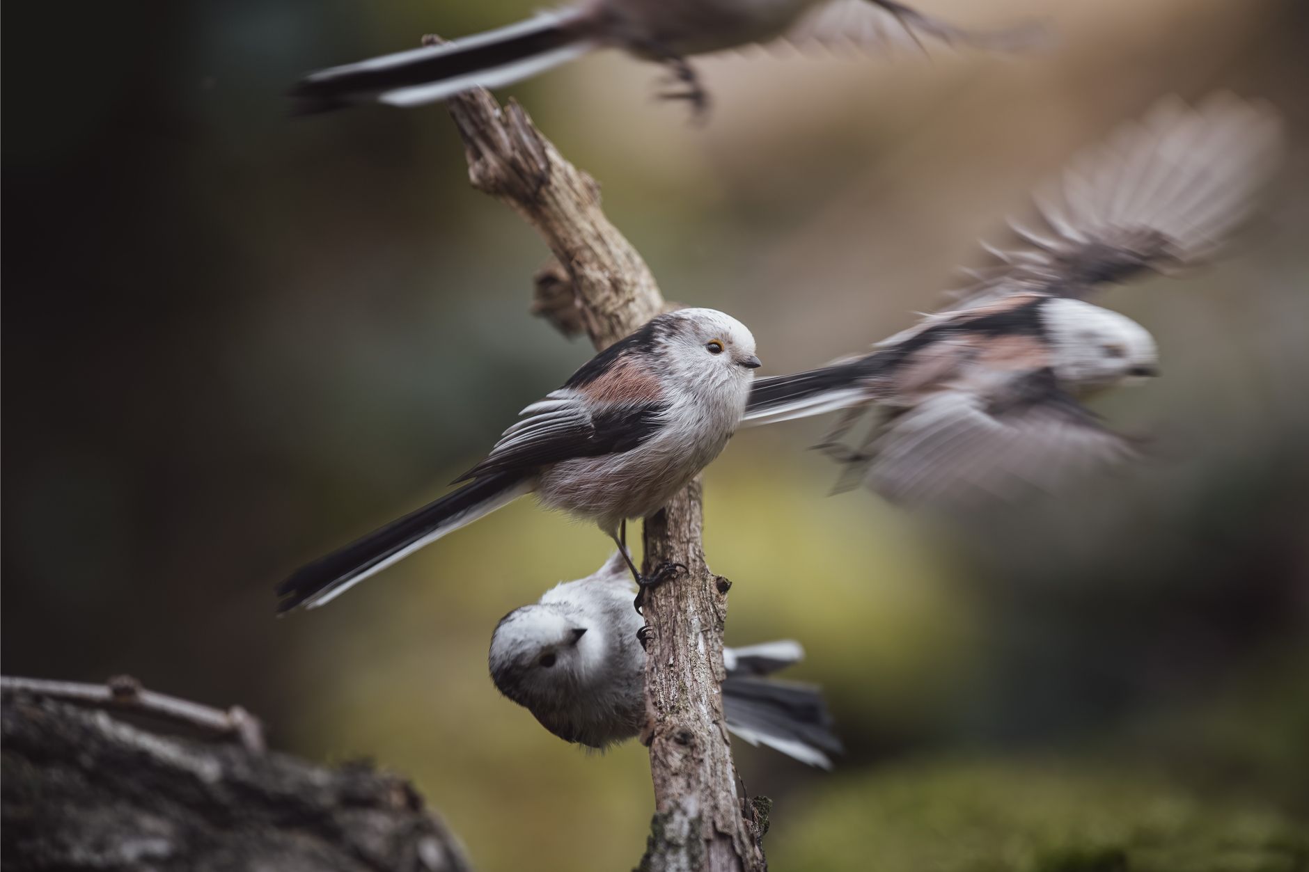 Birds' Autoerotic Behaviour: A Natural Phenomenon Revealed