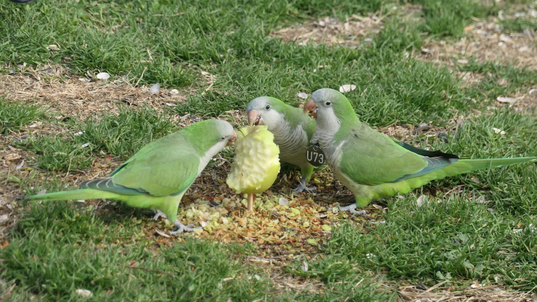 Parakeets in Urban Gardens: A Sign of Environmental Health?