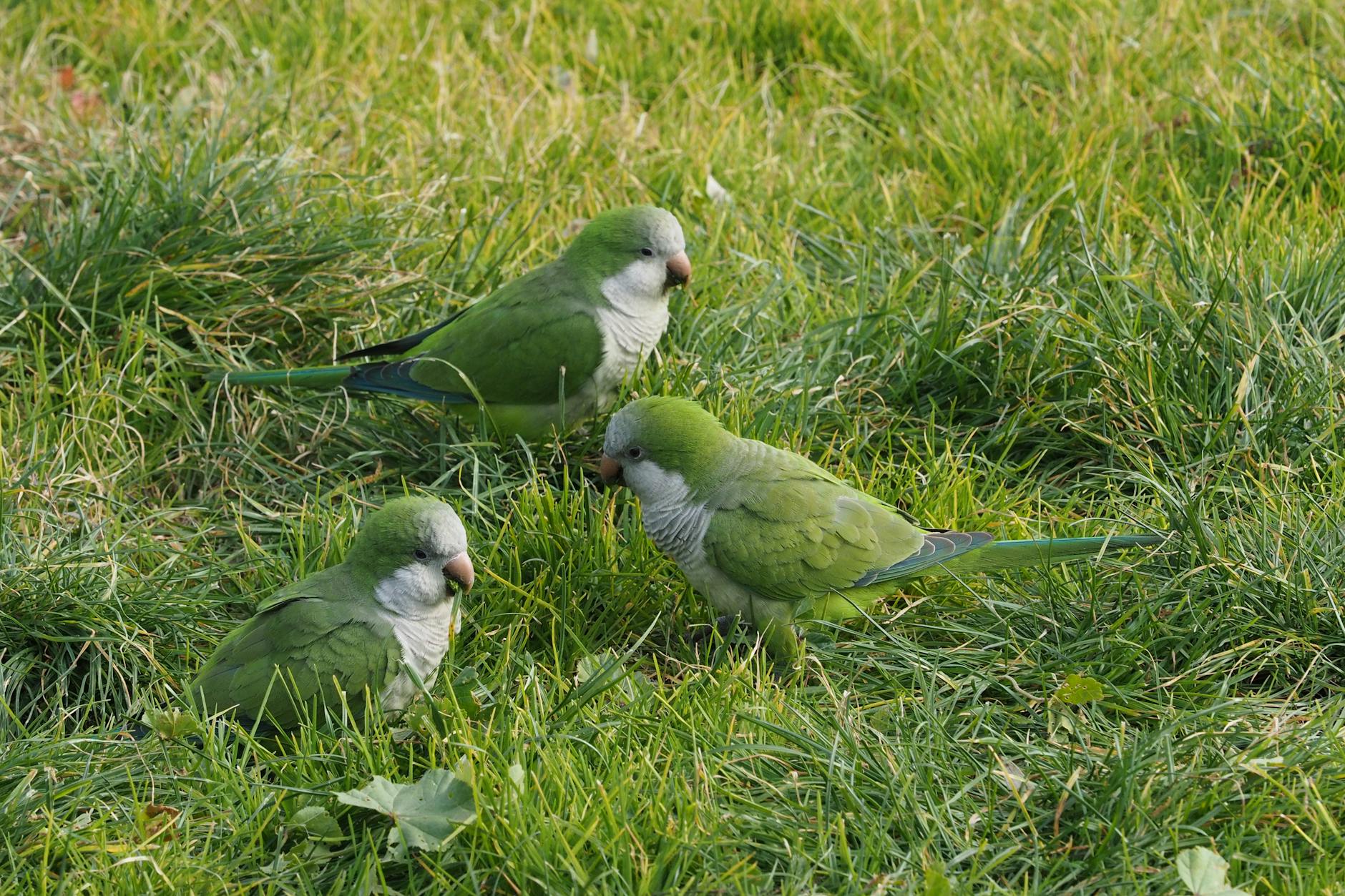Parakeet Presence Signals Environmental Shifts in Urban Areas