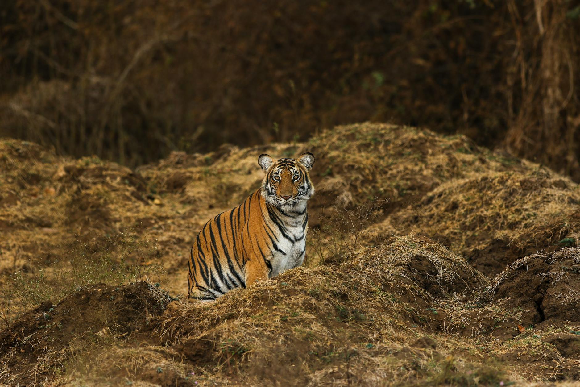 Controversial Expressway to Slice Through India's Tiger Heartland