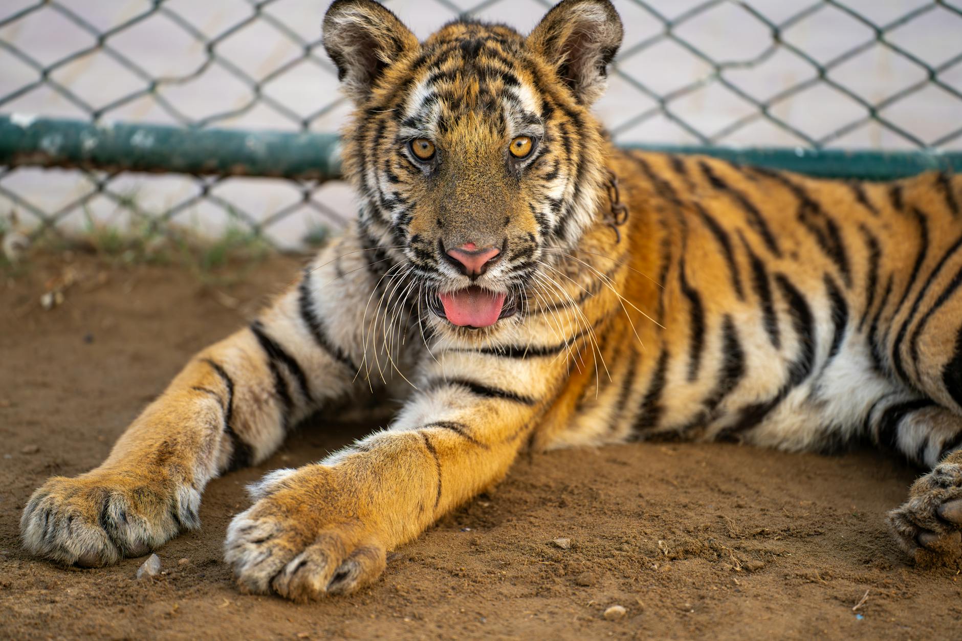 India to Spotlight Big Cat Conservation Successes with New Programmes