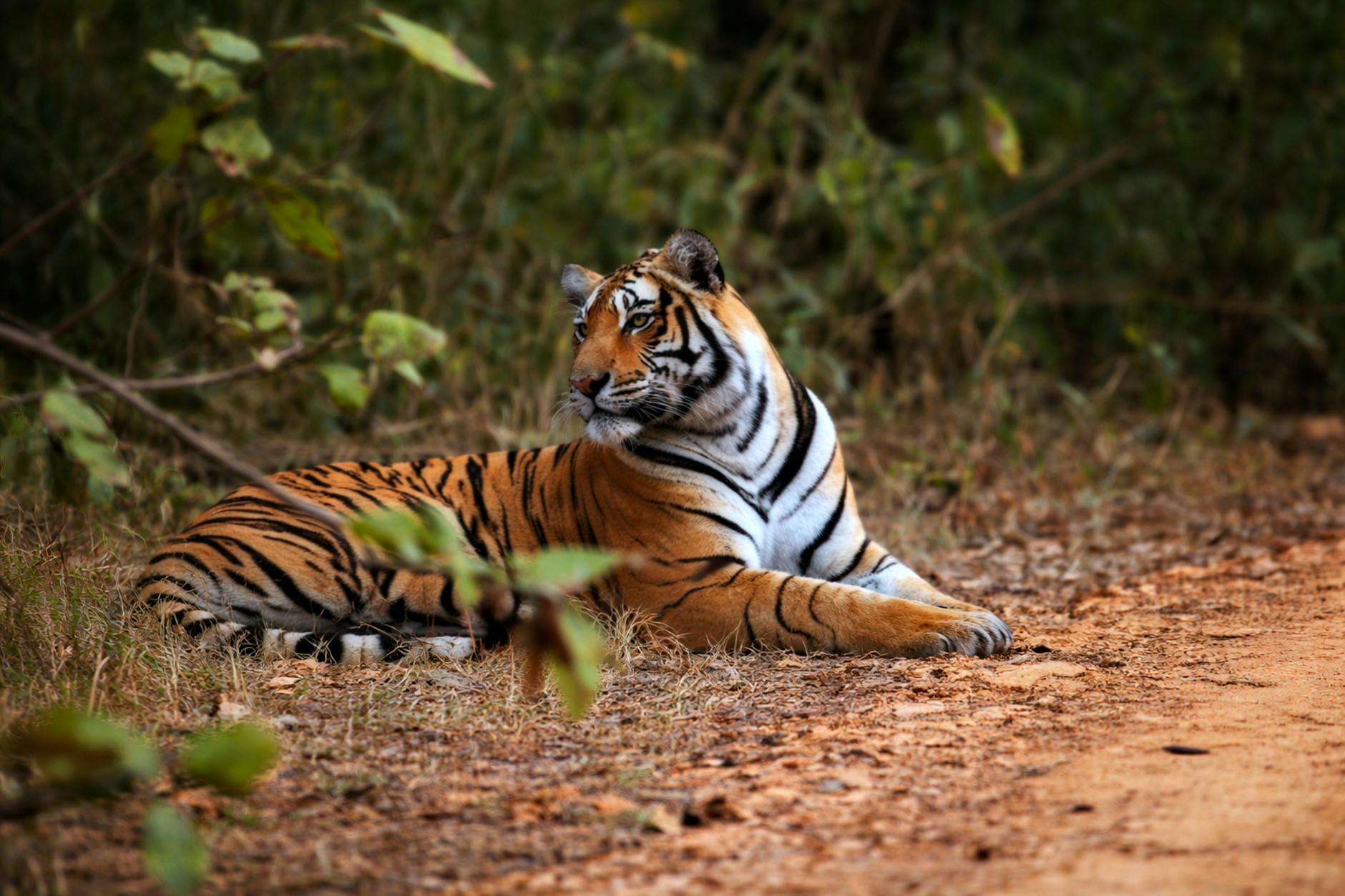 Varanasi-Kolkata Expressway Approved Despite Environmental Concerns