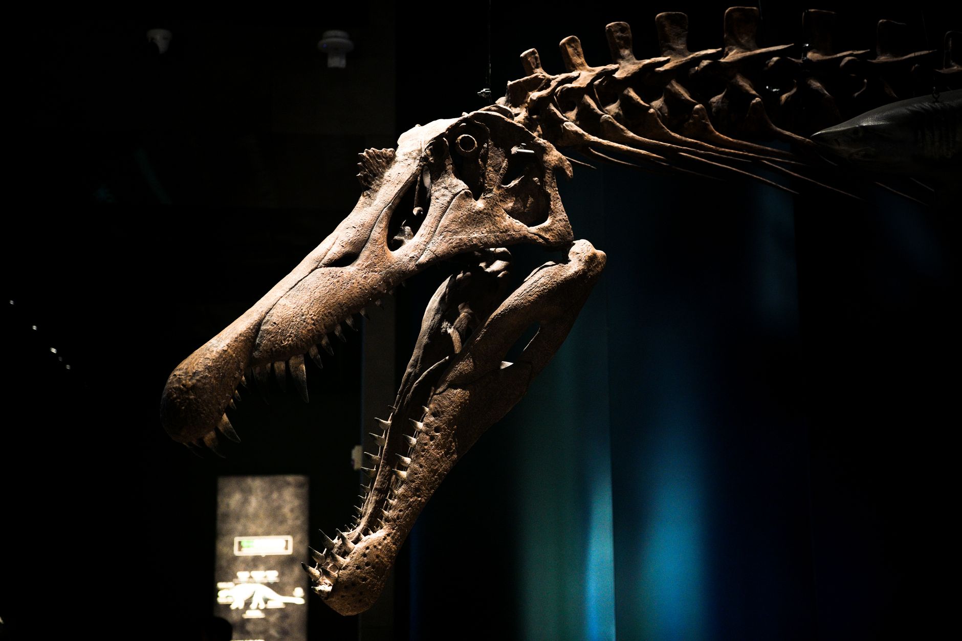 T. rex Fossil Auction Sparks Debate Over Scientific Access