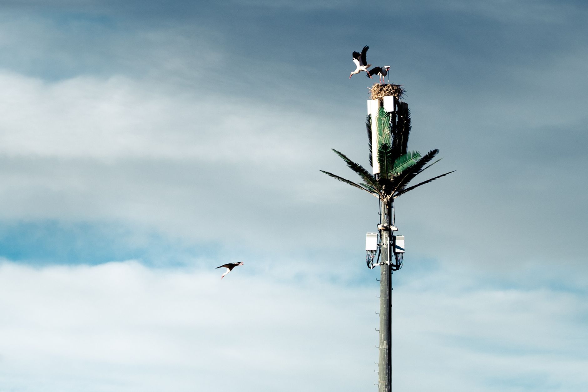 Birds Weave Military Fibre Optics into Nests, Raising Environmental Concerns