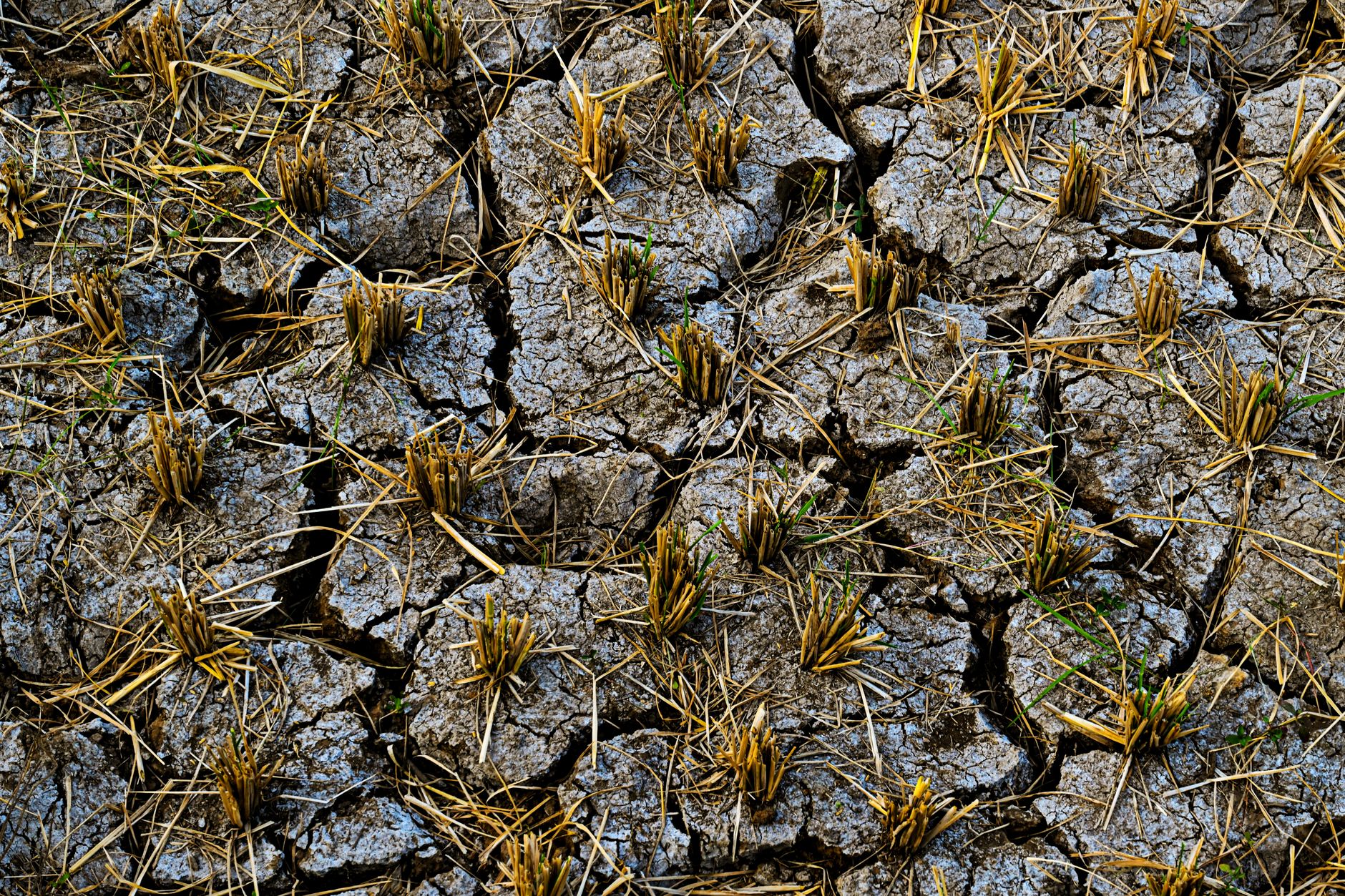 Rice Cultivation: A Perilous Path Beyond Earth's Limits