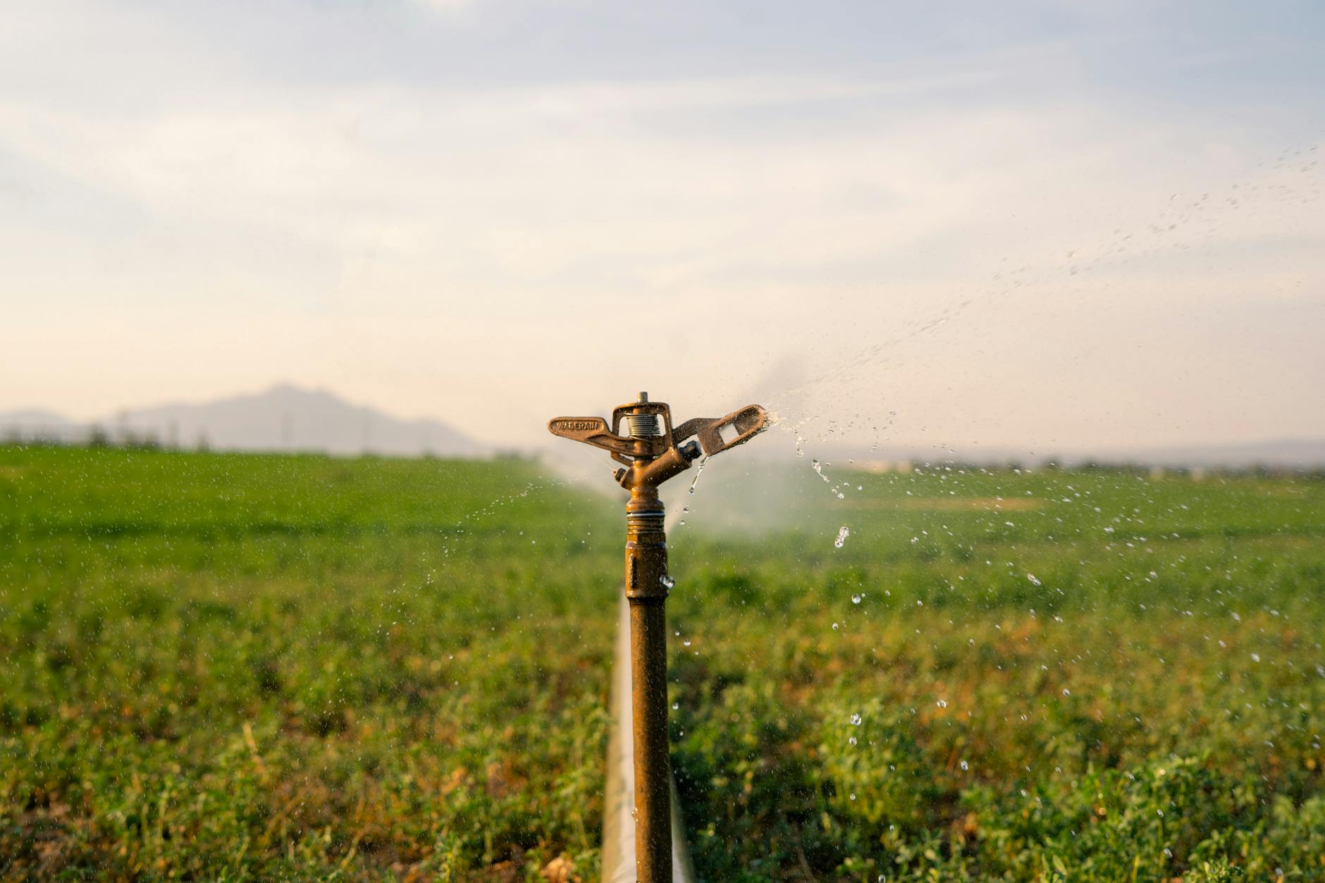 Uttar Pradesh Harvests Success with Drip Irrigation in Sugarcane