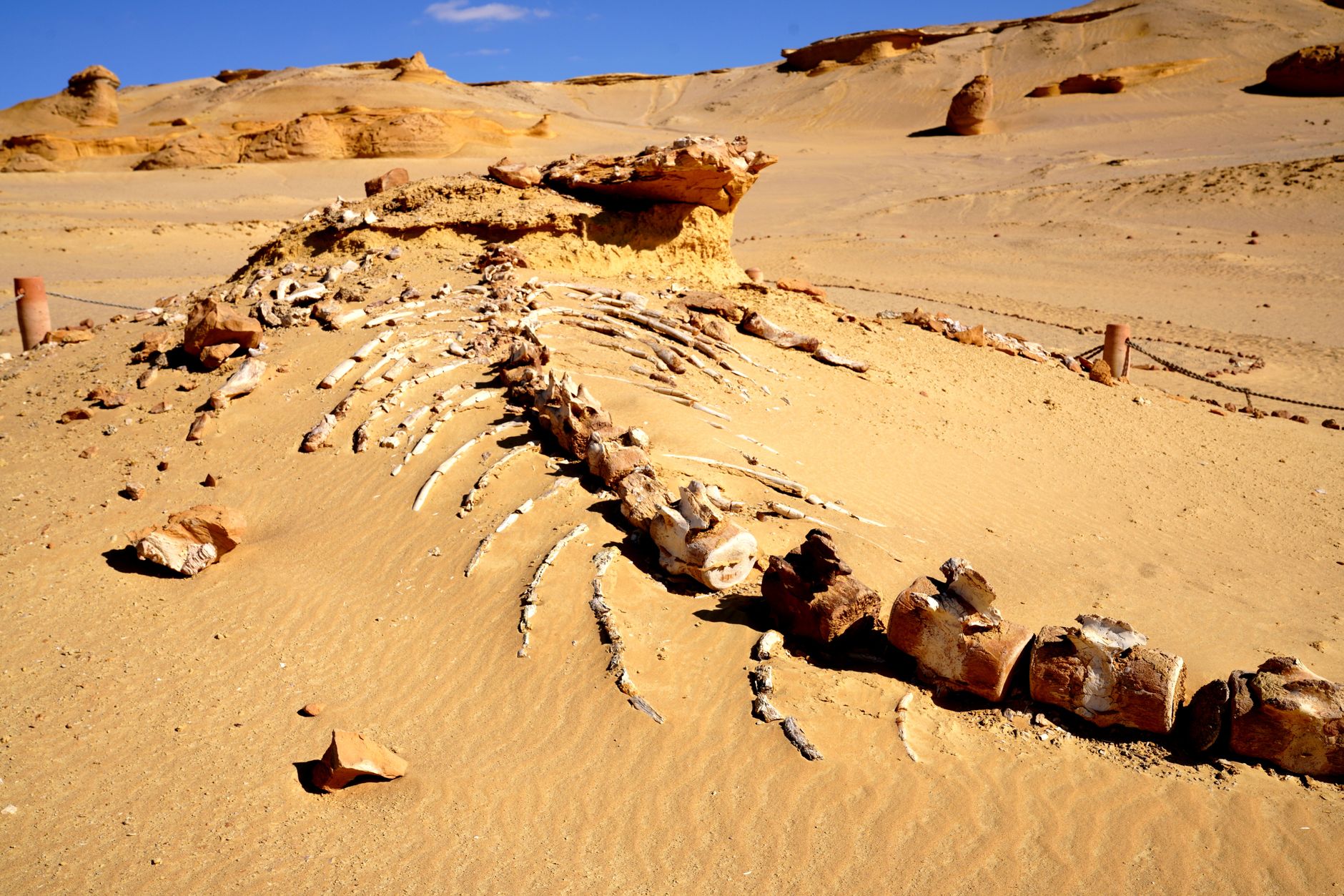 Ancient Whale Necropolis Discovered in the Indian Ocean