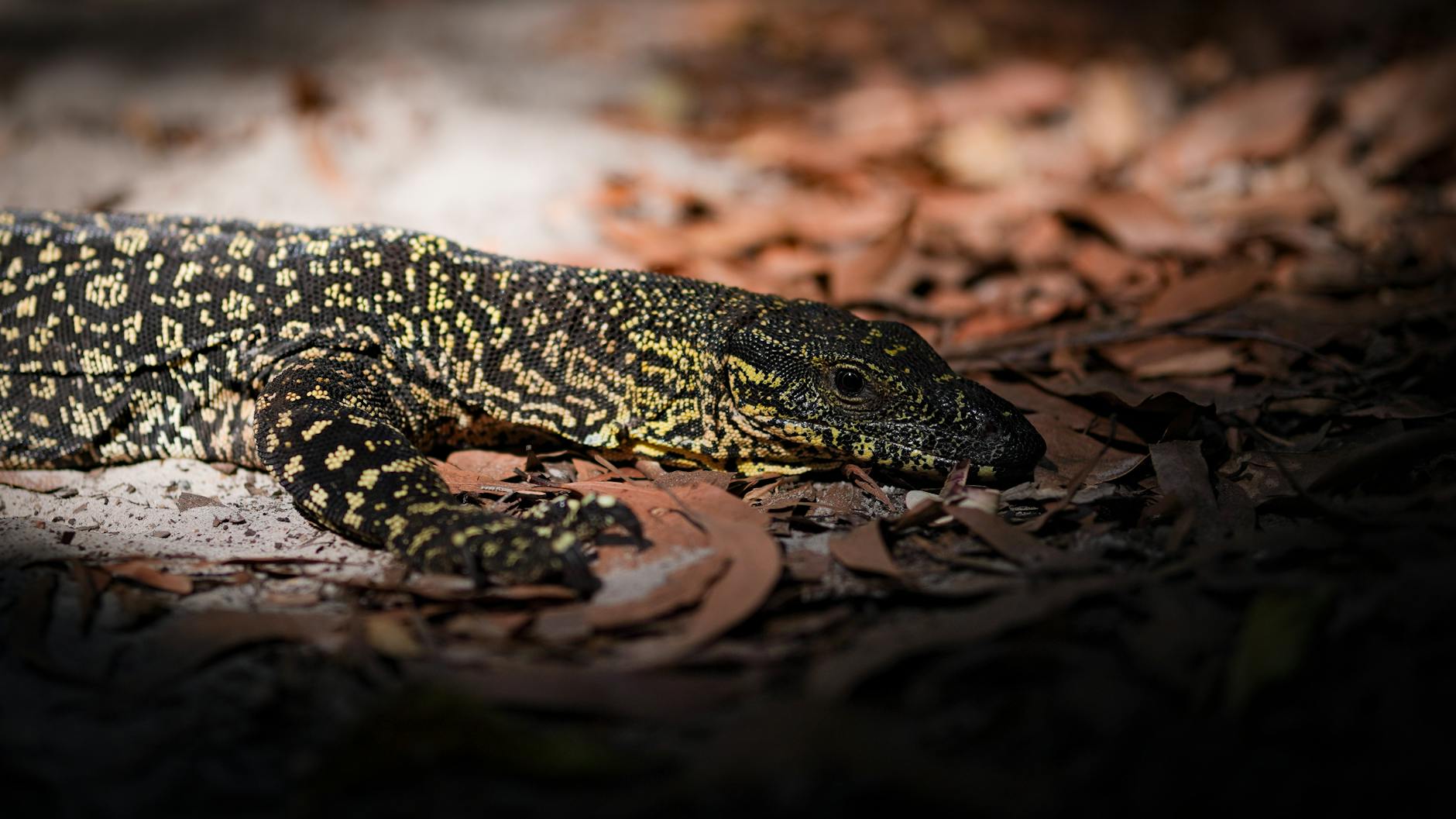 Australia's Remarkable Lizard Haven: A Land of Giants