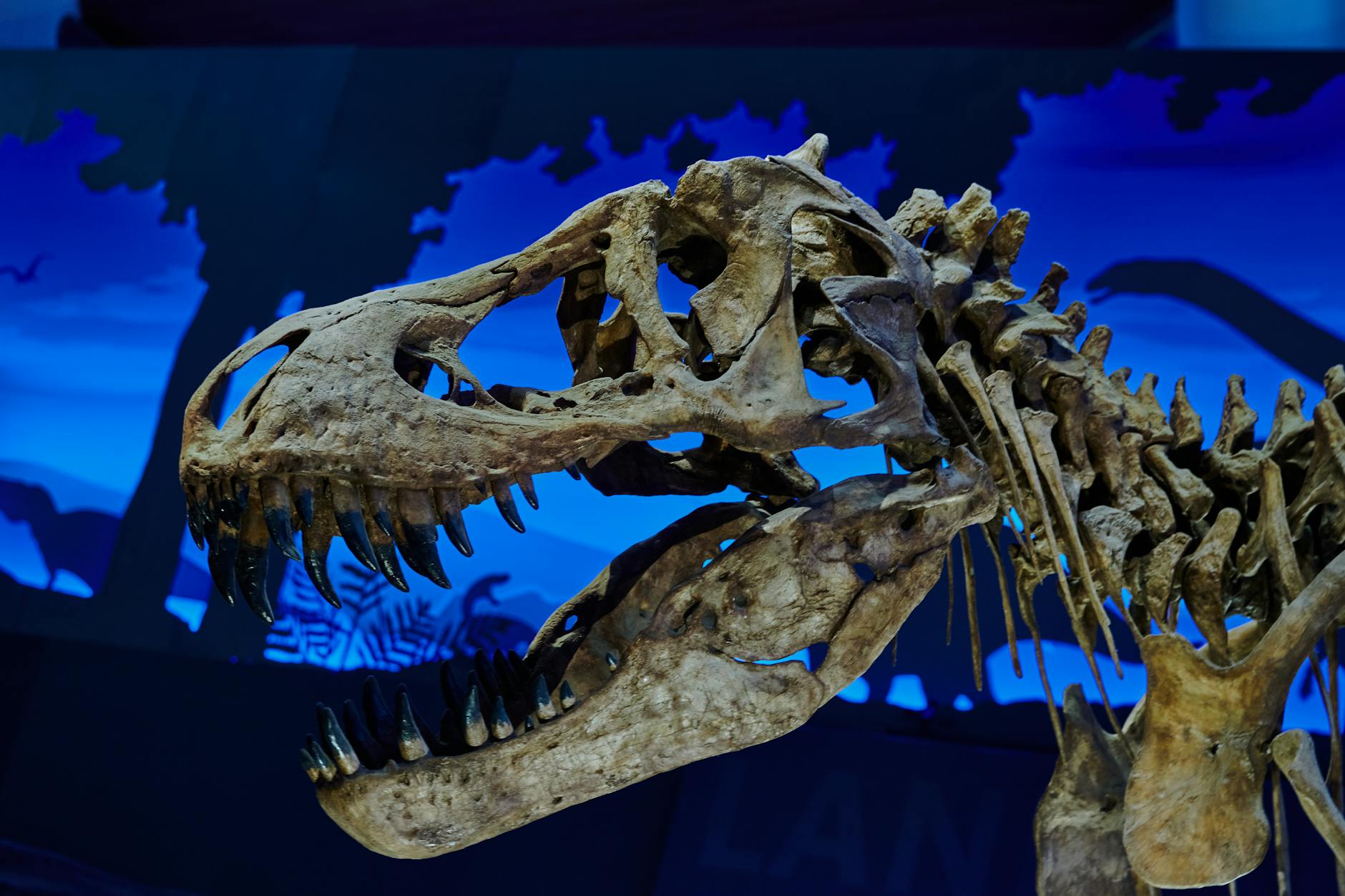 T. rex's Tiny Arms: A Giant Leap for Dinosaur Understanding