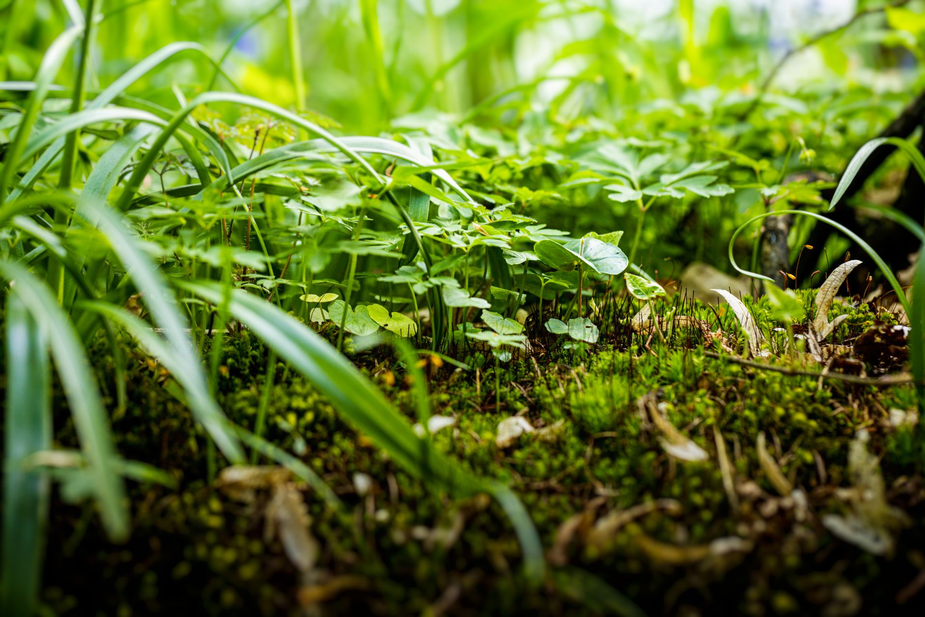 Invasive Plants Thrive: A Study Across Two Continents