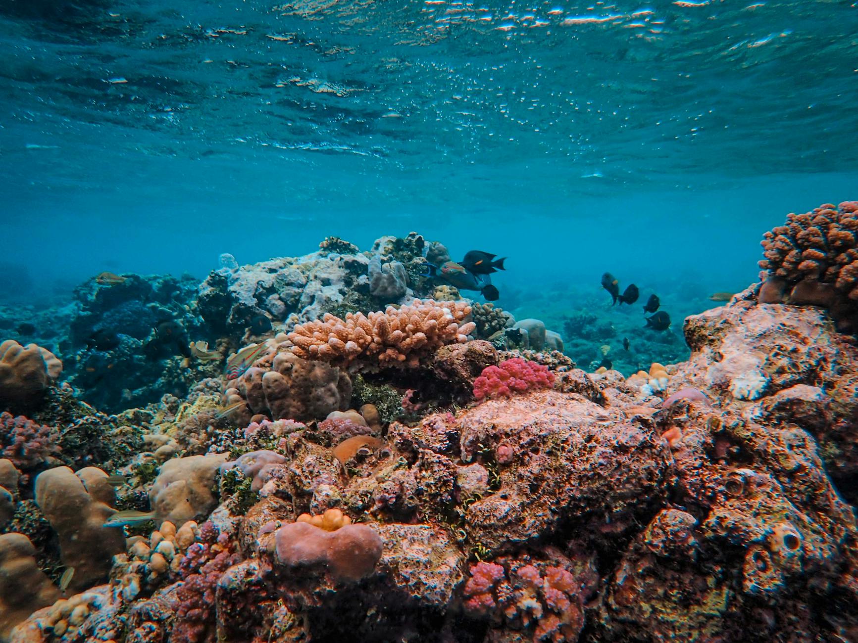 Unveiling Deep Sea Mysteries: Over 1,100 New Ocean Species Discovered