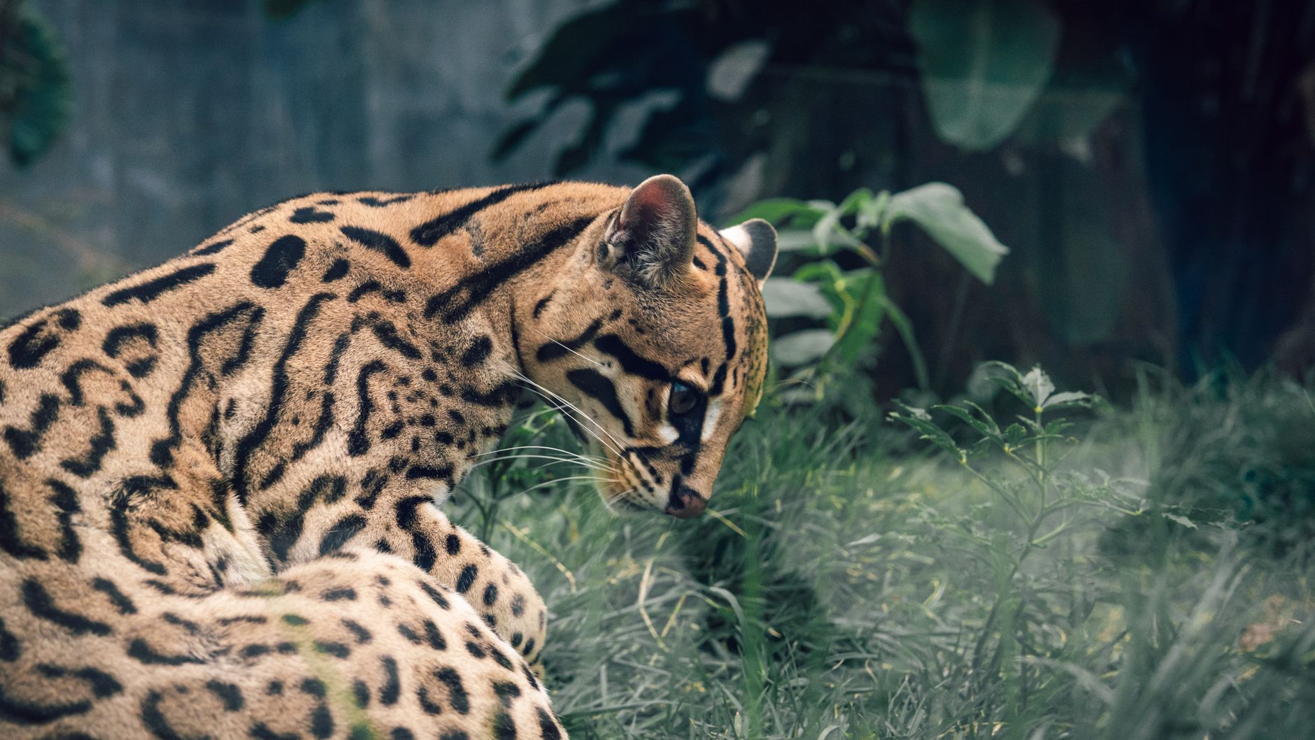 Nature's Ingenious Survivors Face Extinction Due to Human Impact