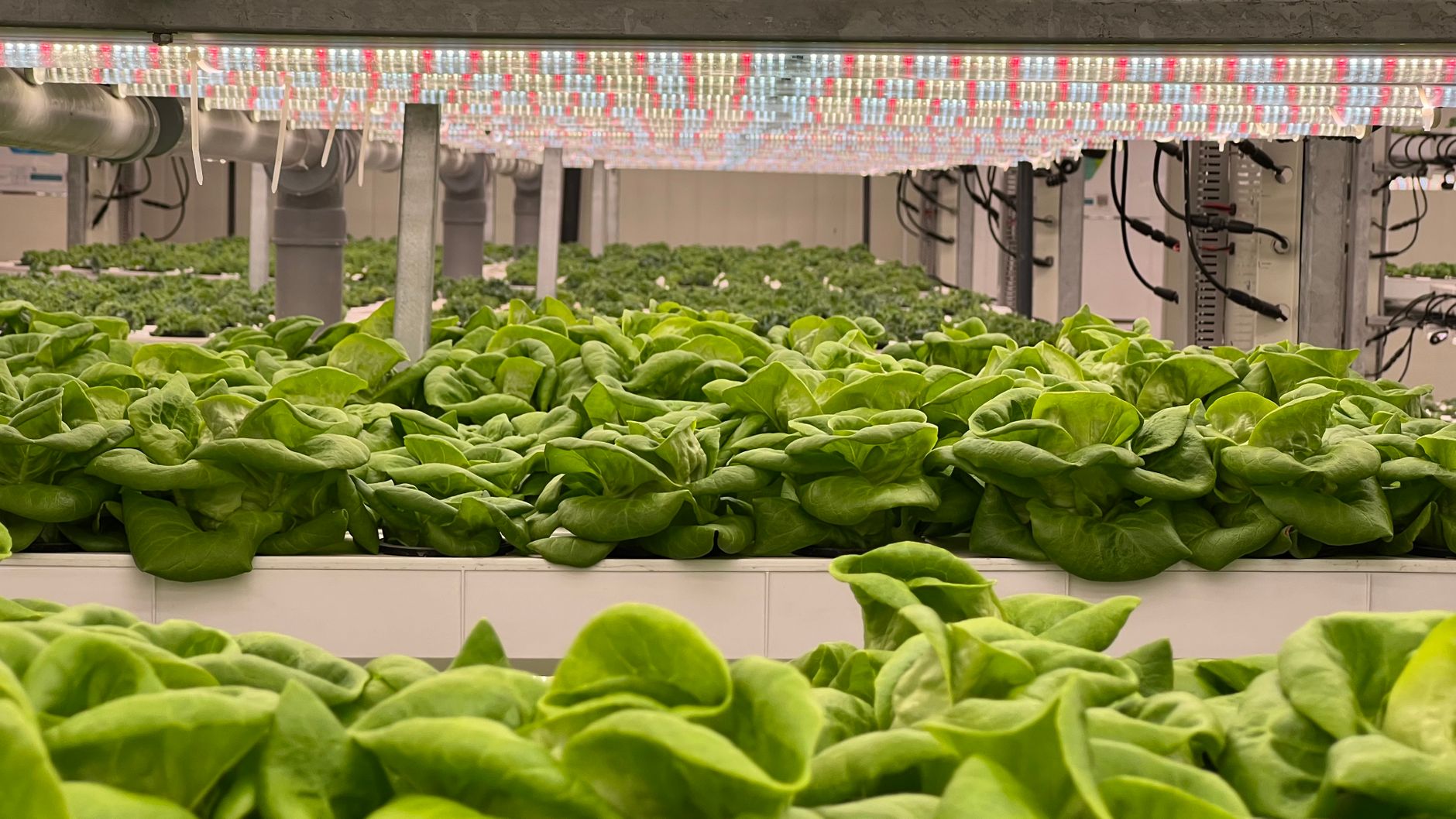 Innovating to Feed Ten Billion: The Role of Technology