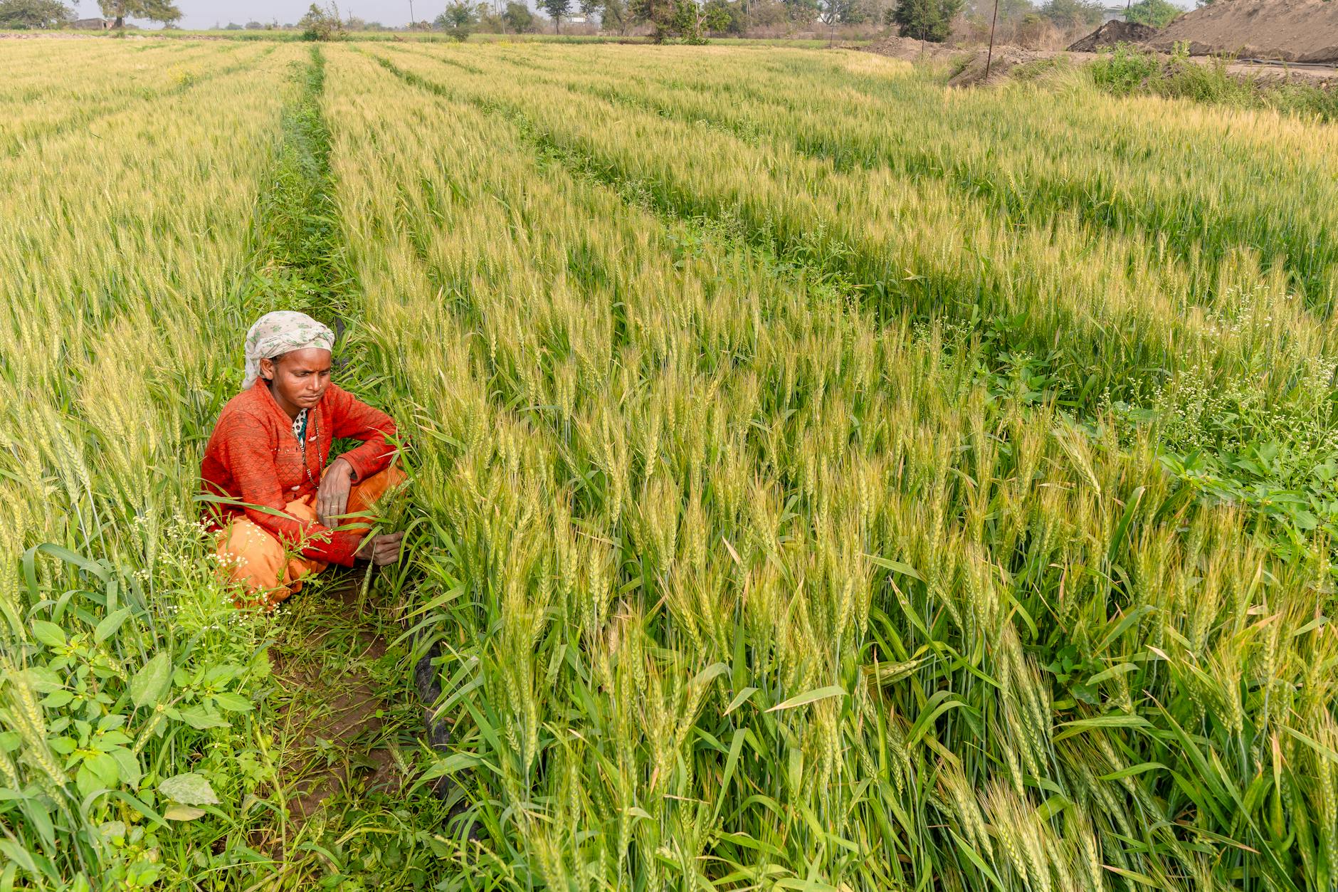 FMC's $252 Million Deal with Crystal Crop: A Game Changer for India's Agriculture