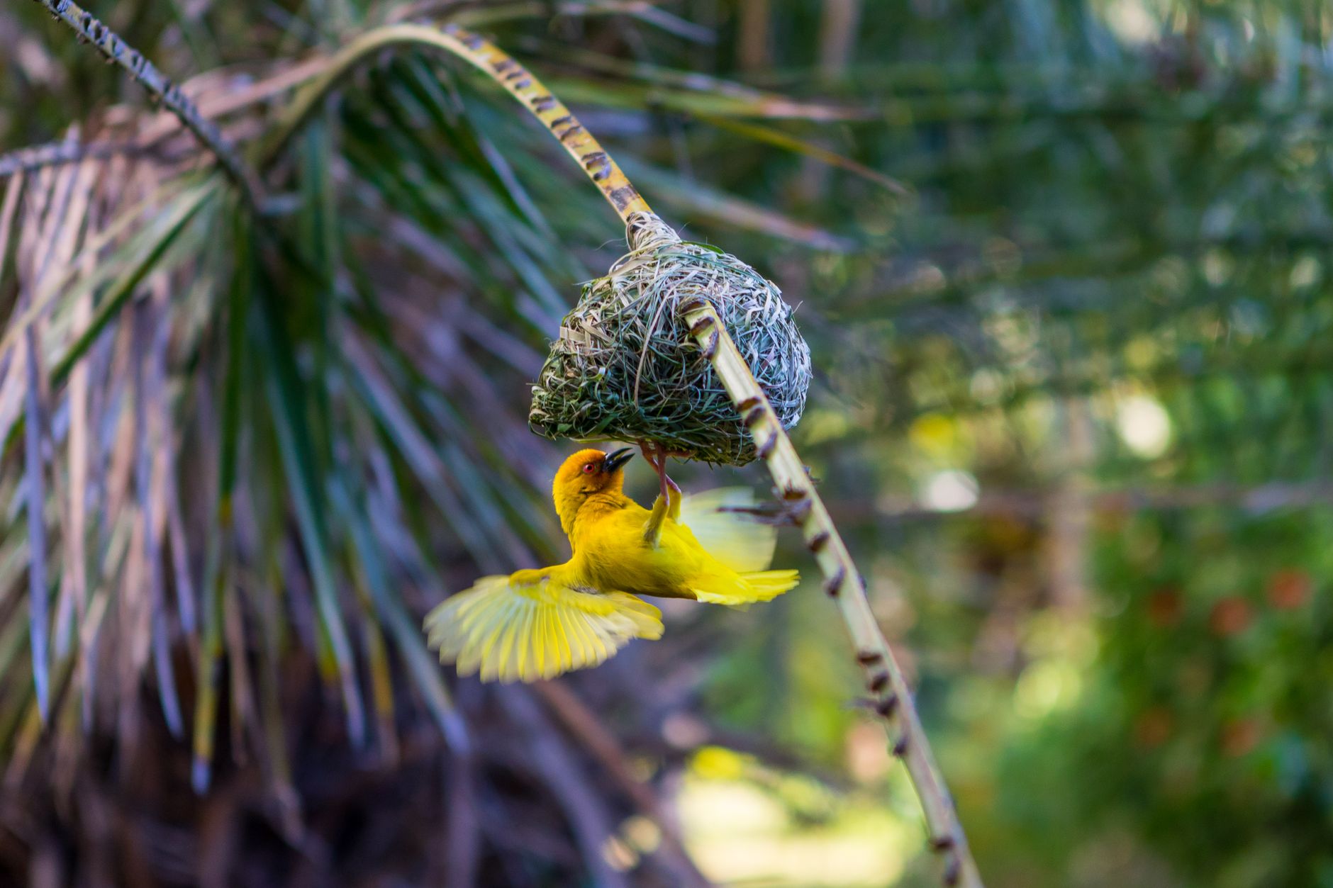 How Birds' Traits Shape Their Responses to Environmental Change