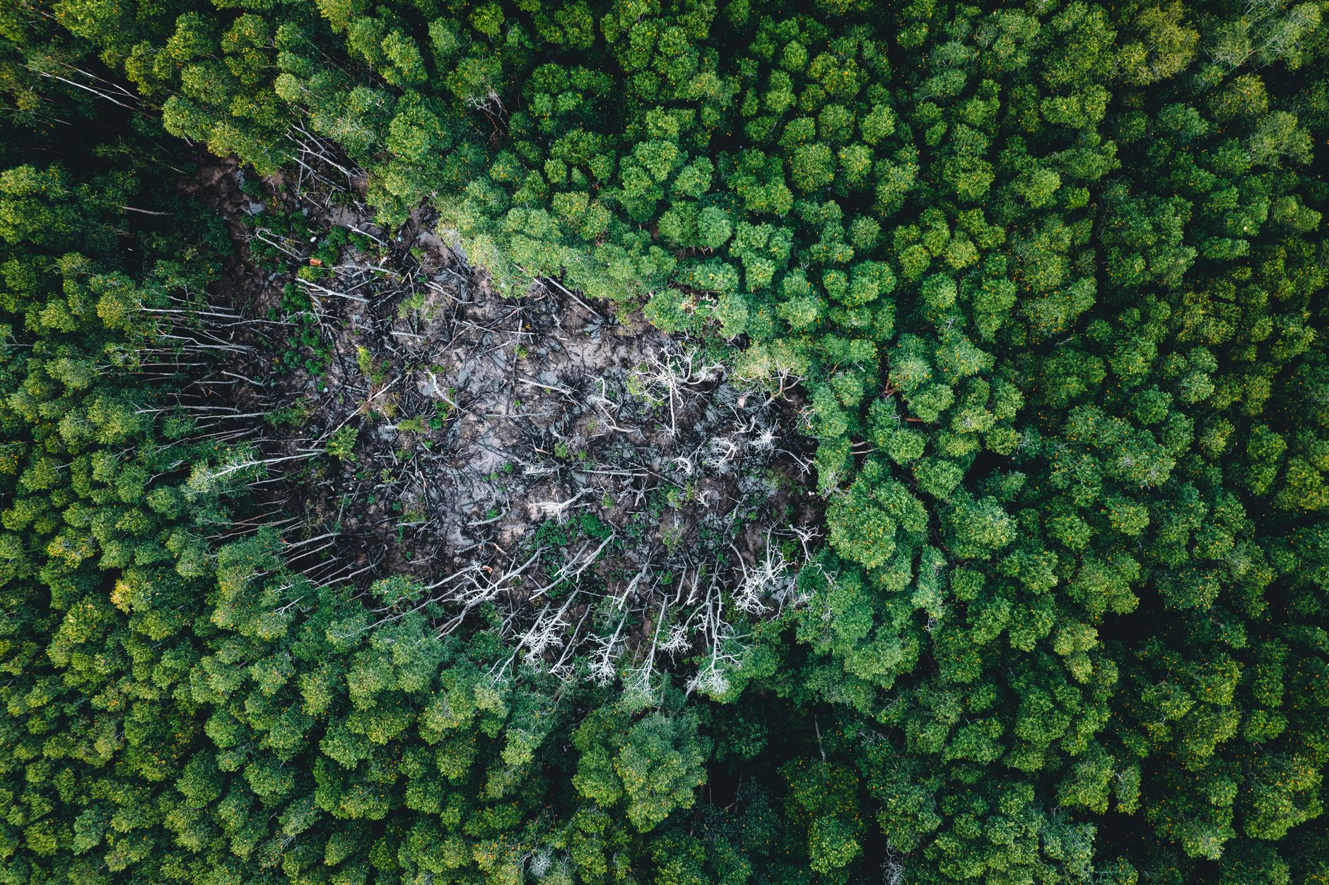 Reimagining Nature: The Urgent Call for Environmental Research