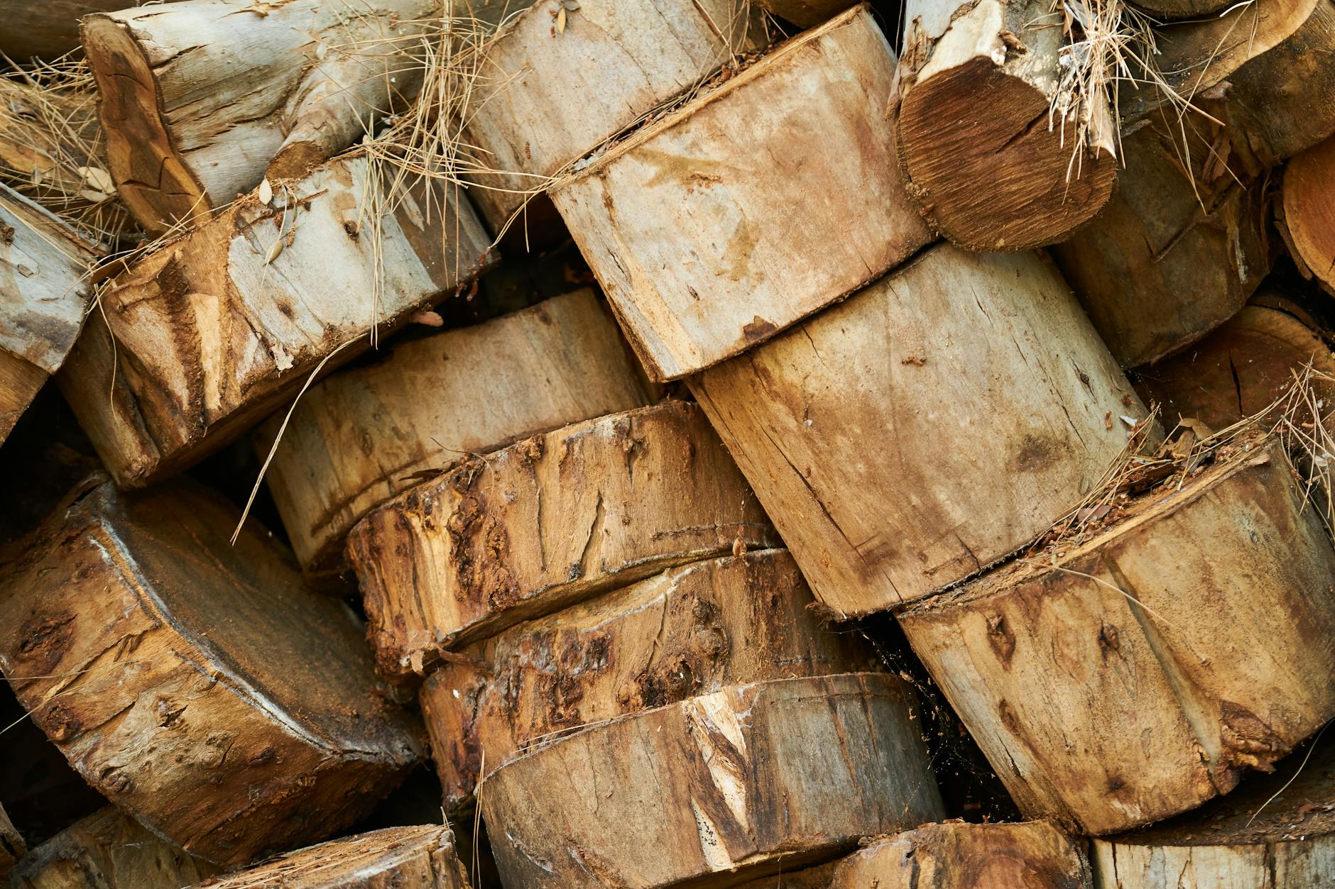 Rainforests Face Critical Threat Amid Rising Resource Demands