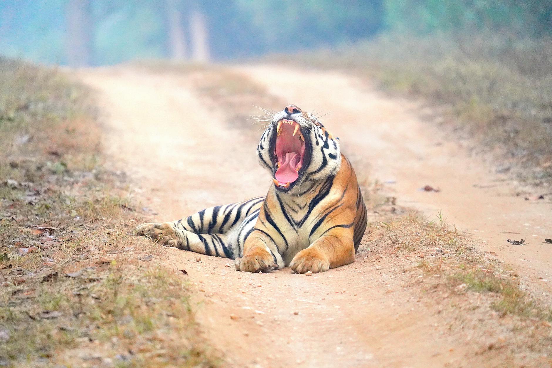 India's Big Cat Success: Special Programmes to Highlight Conservation Achievements