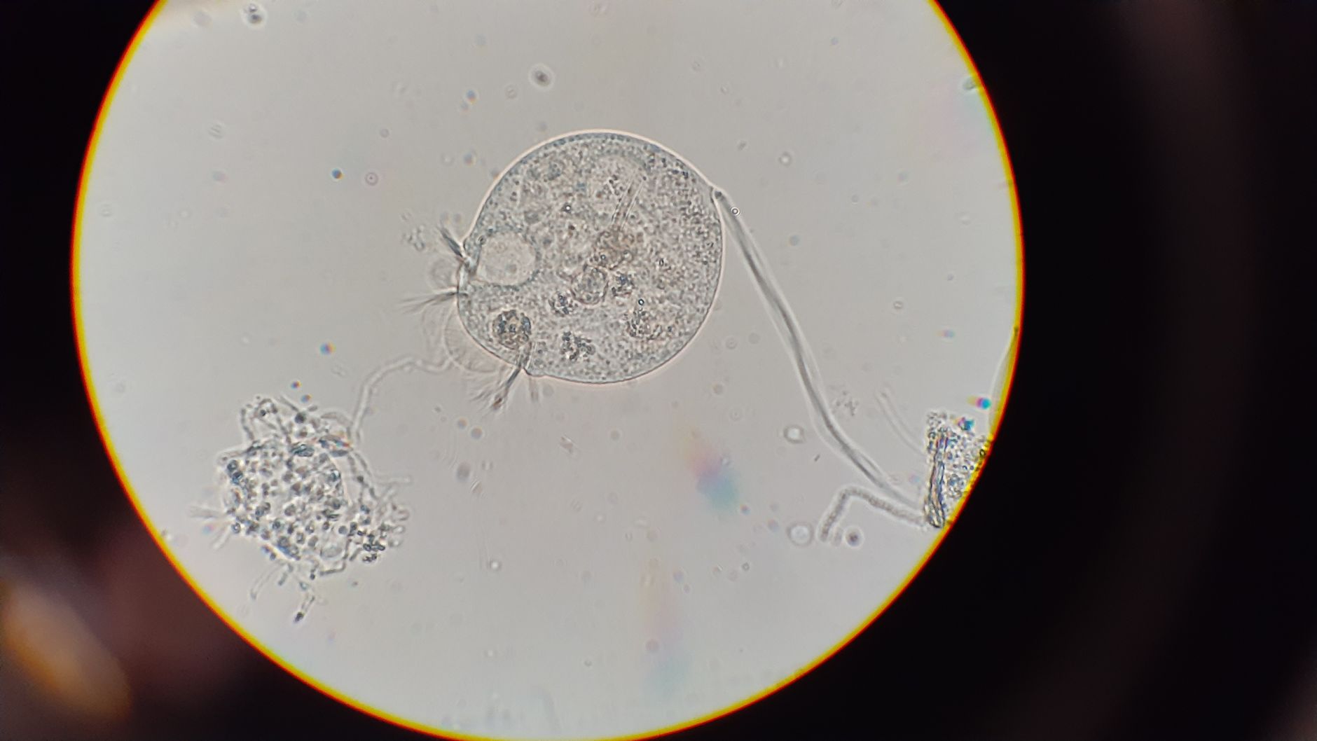 Scientists Create Synthetic Cell, Breathing Life into Chemistry