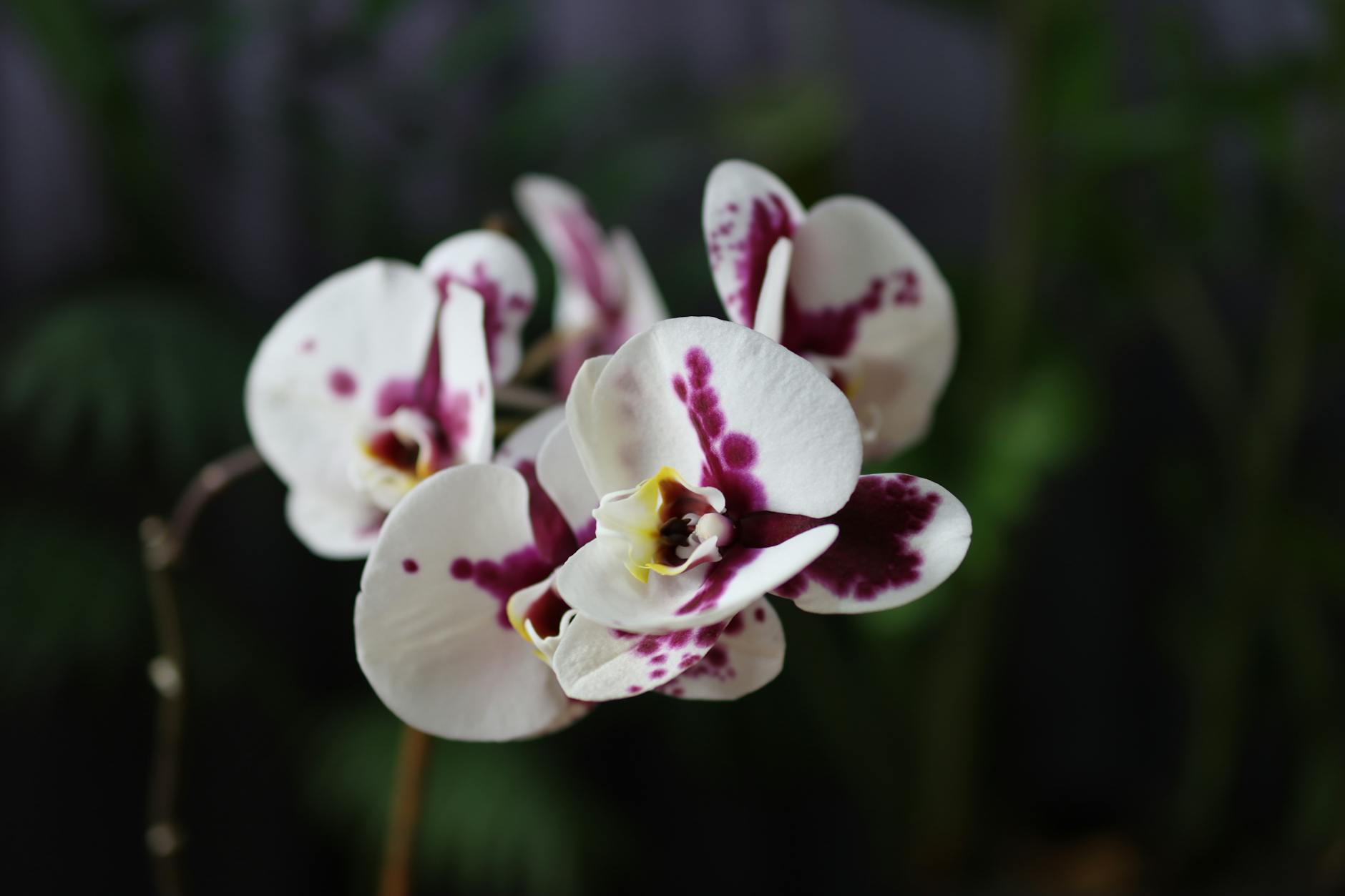 The Hidden Artistry Behind Orchid Breeding's Rich Rewards