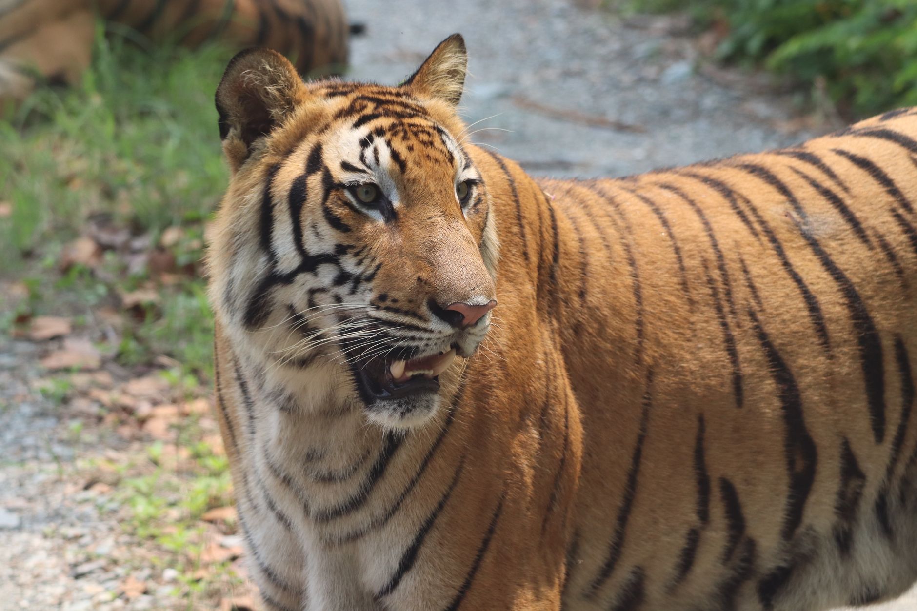India's Ambitious Plan to Reintroduce Tigers in West Bengal