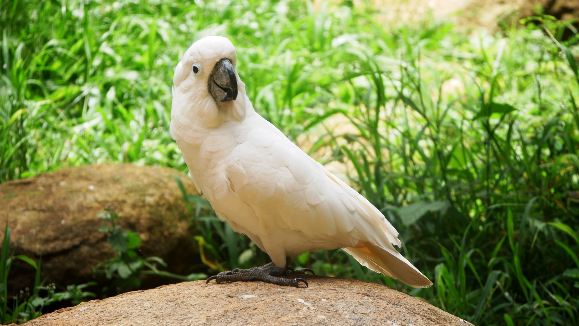 Can Cockatoos Comprehend Death? Scientists Seek Clues