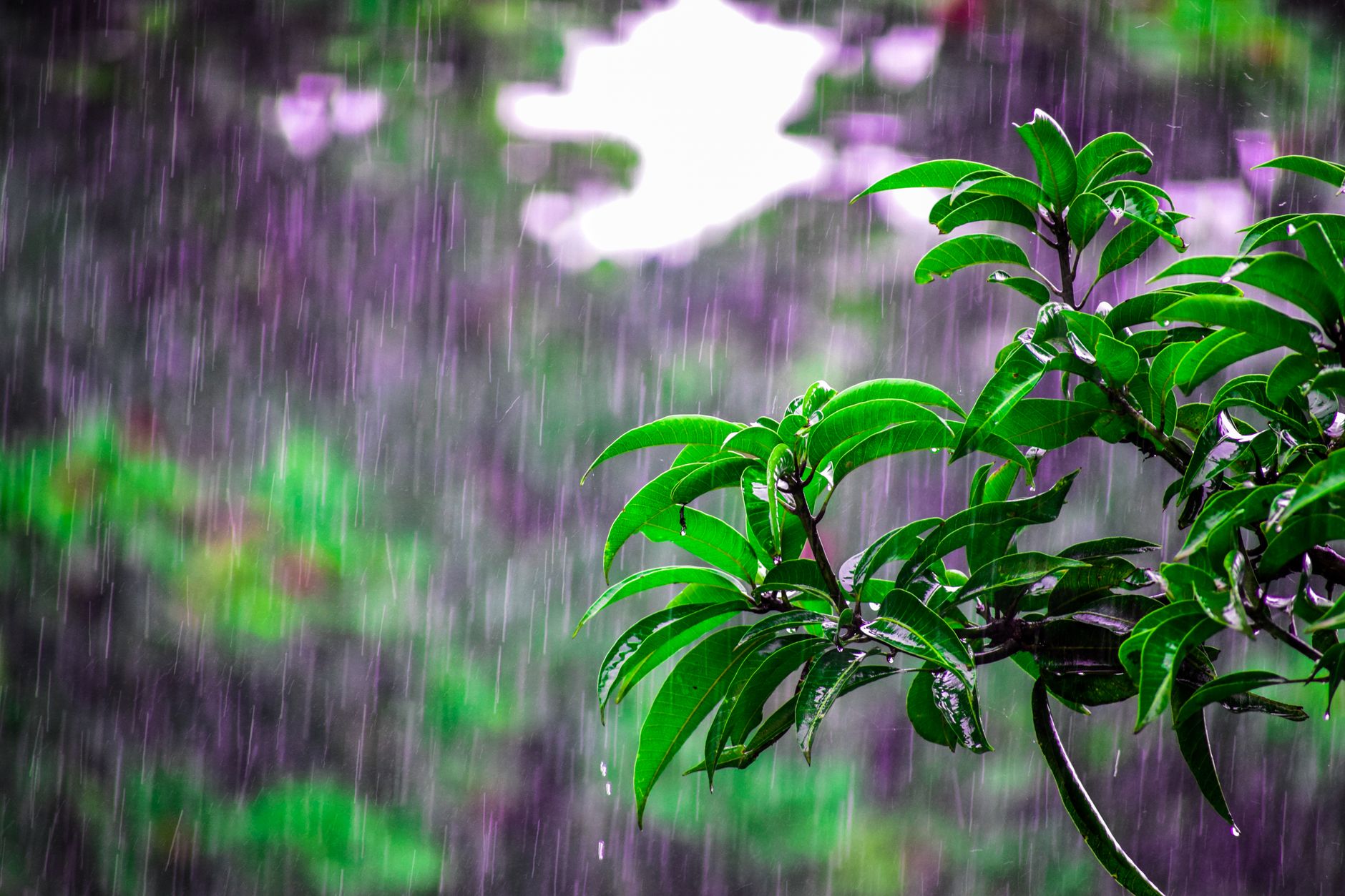 Mumbai's Monsoon Unleashed: Understanding the Delayed Downpour