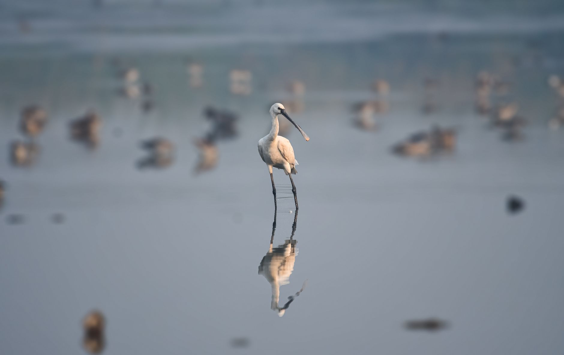 Chennai Wetland Project Stumbles as Environmental Clearance Revoked