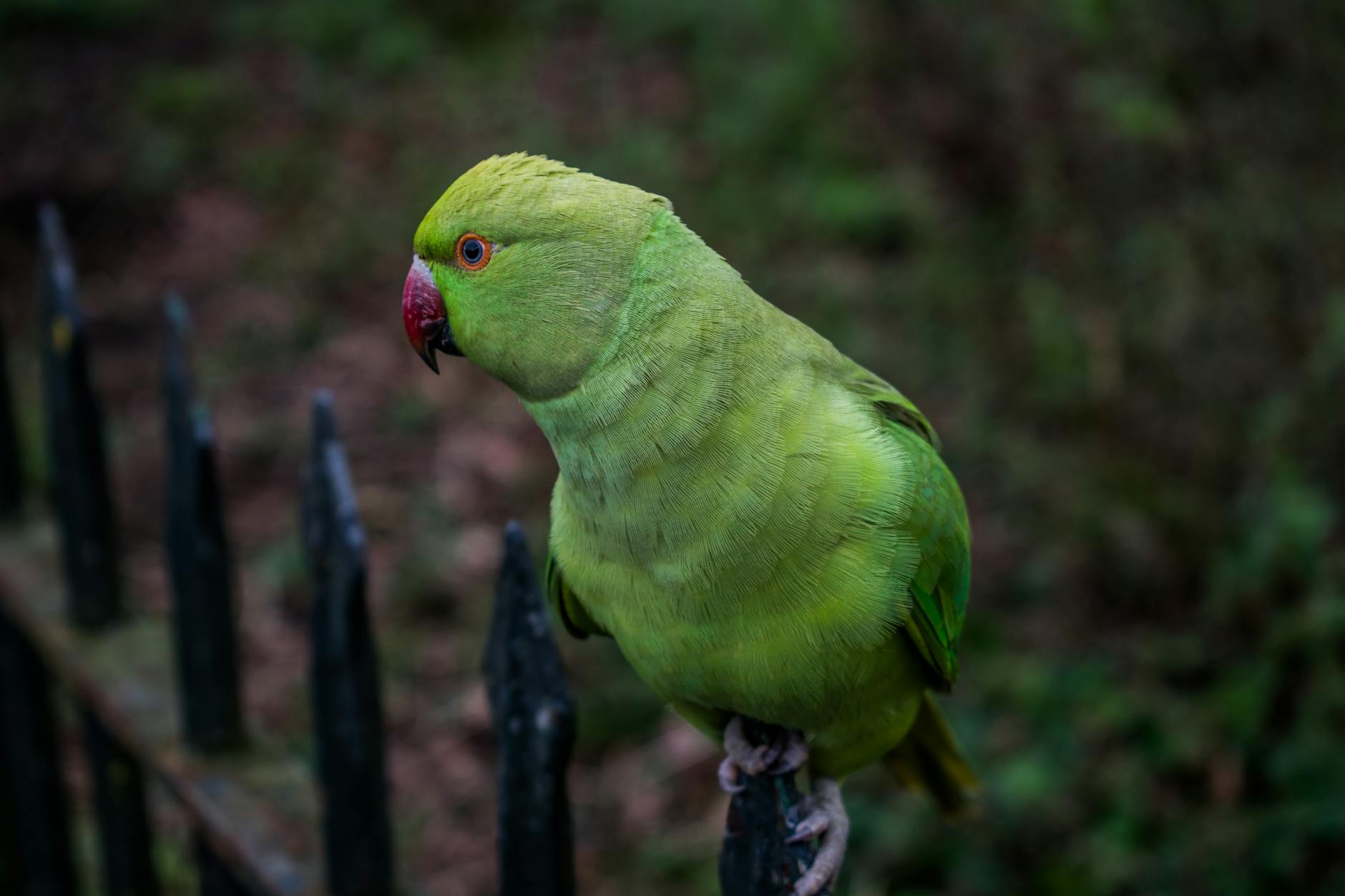What Parakeets in Your Garden Reveal About Urban Wildlife