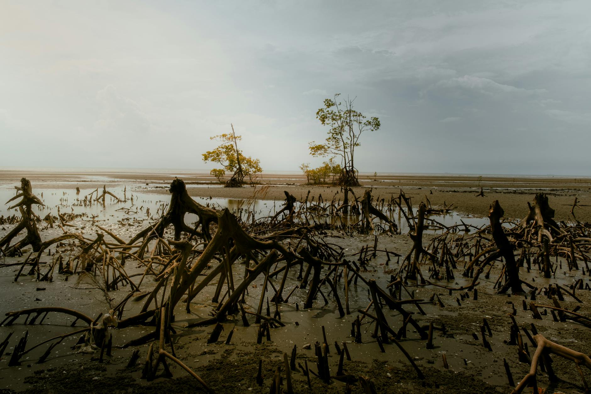 Maharashtra's Mangrove Dilemma: Ministry Demands Scrutiny
