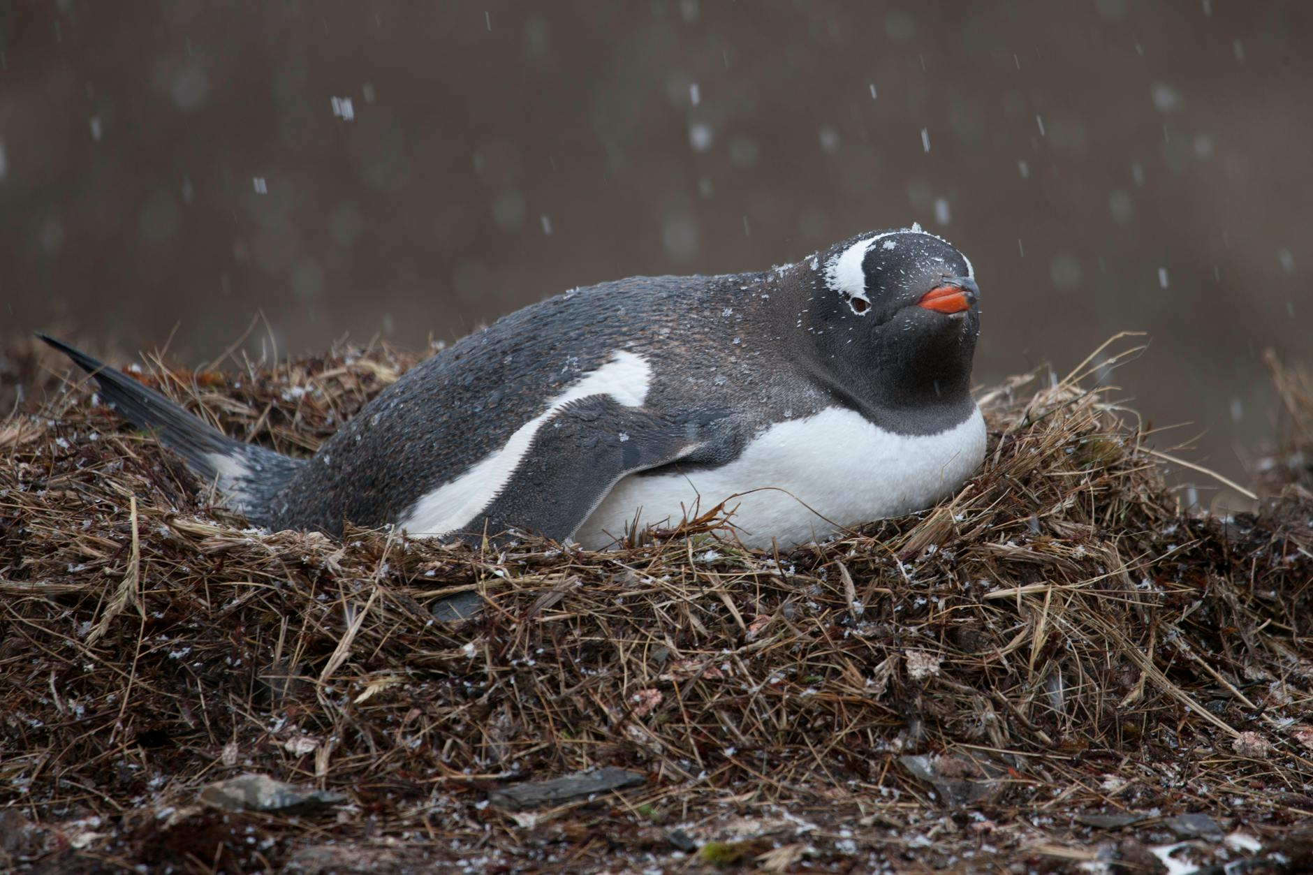 Unearthing Earth’s Past: Bird Oil and Eggshells Uncover Ancient Climate