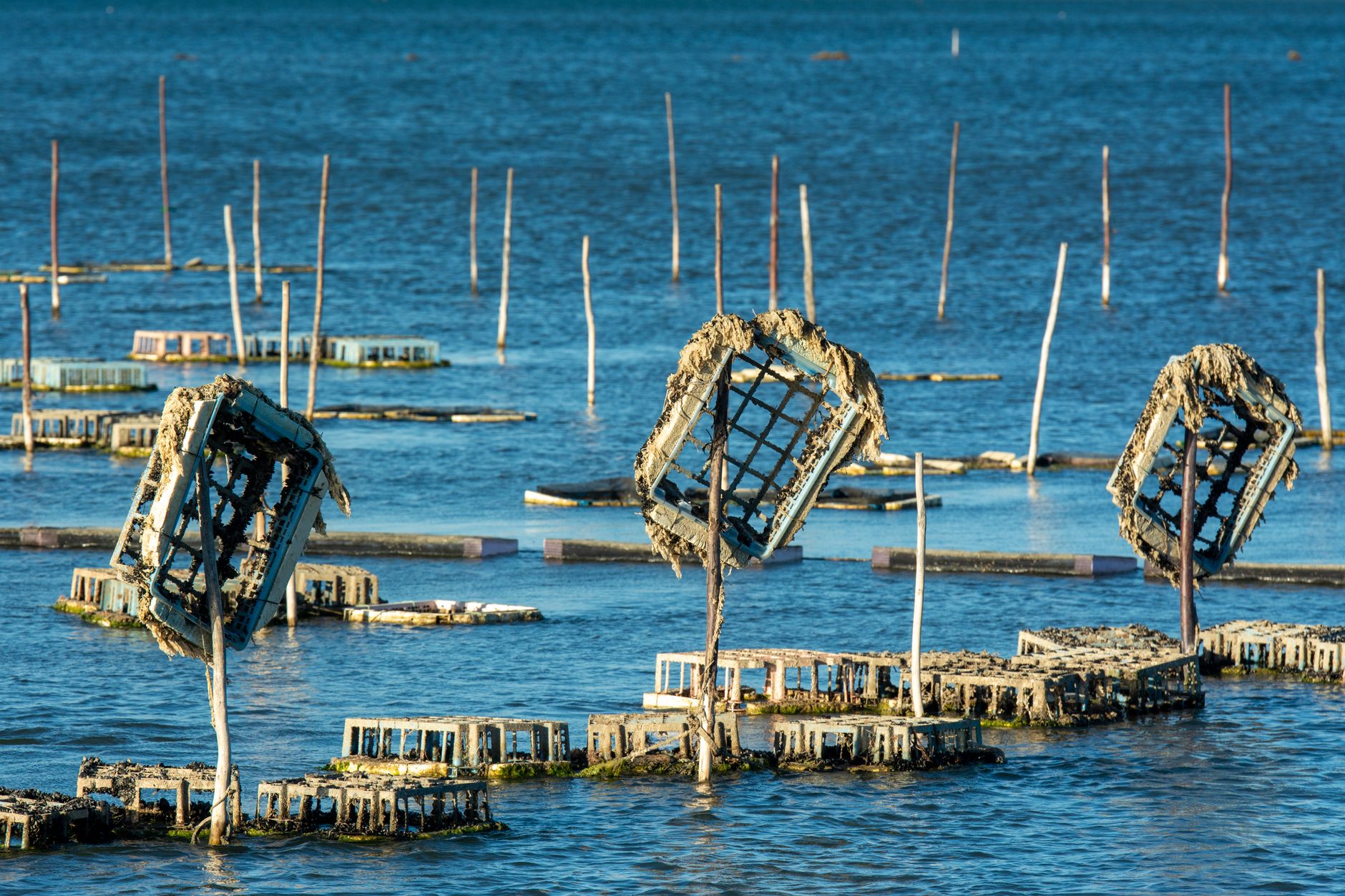 ICAR-CIBA's Breakthrough: Blue Swimmer Crab Farming Success