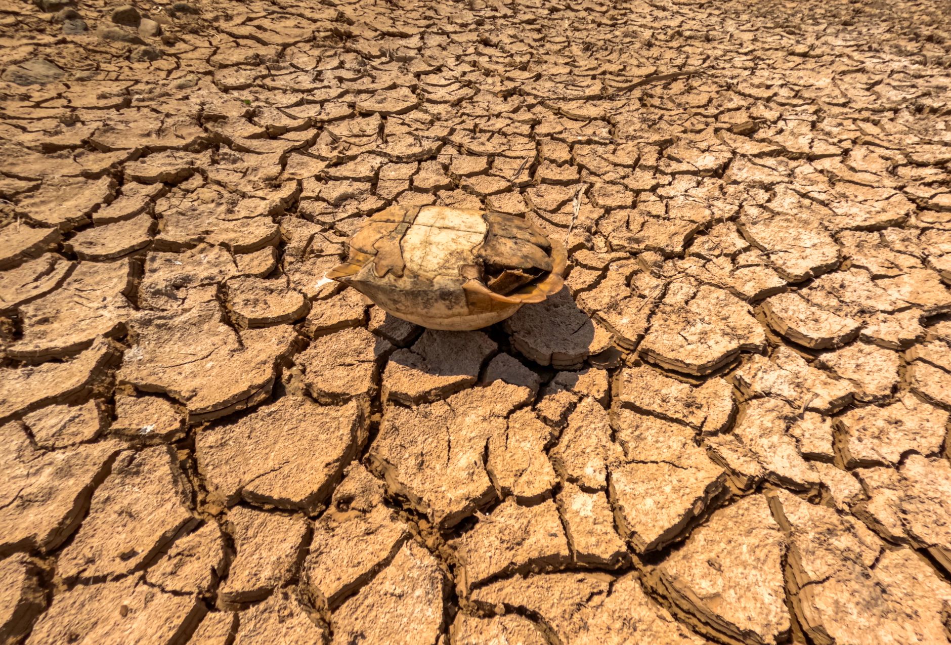 Scientists Blame Climate Crisis for Unprecedented European Heatwave