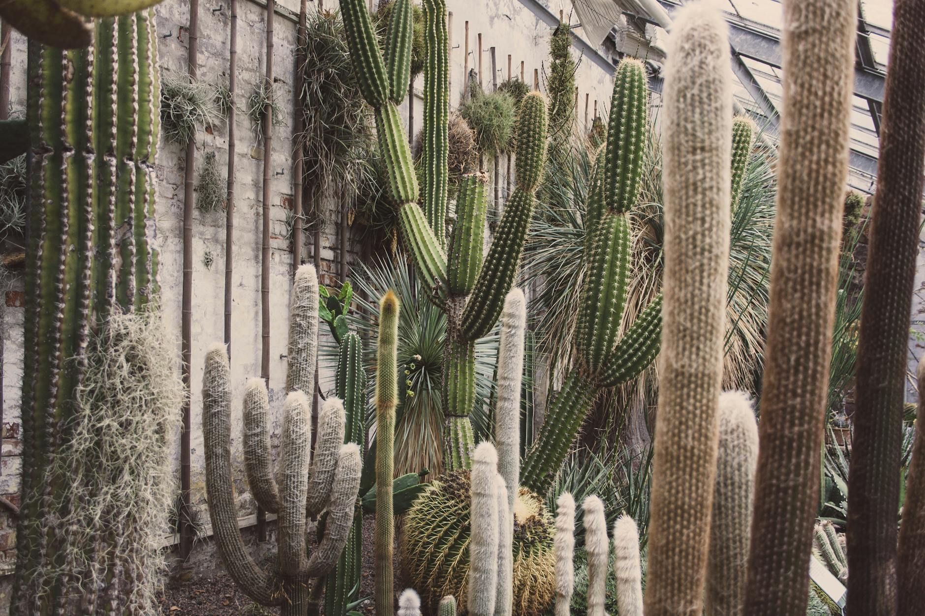 Cacti: Nature's Rapid Adapters in the Desert