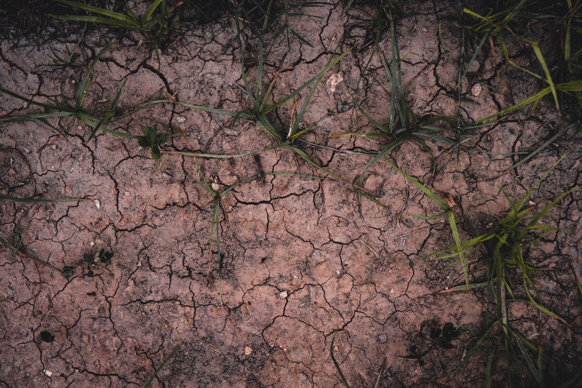 When Earth's Last Greenery Will Fade Away
