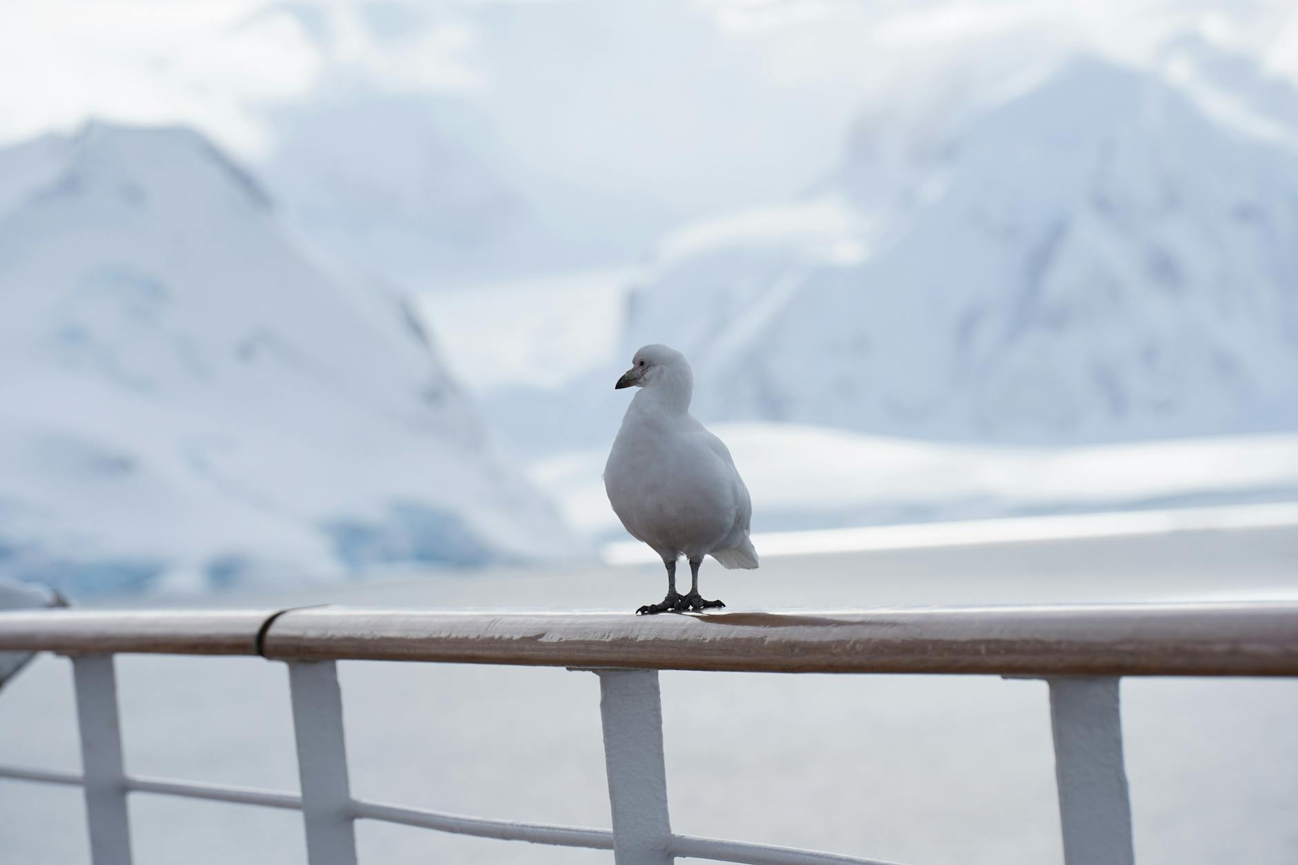 Unravelling Earth's Past Through Poop and Petrels