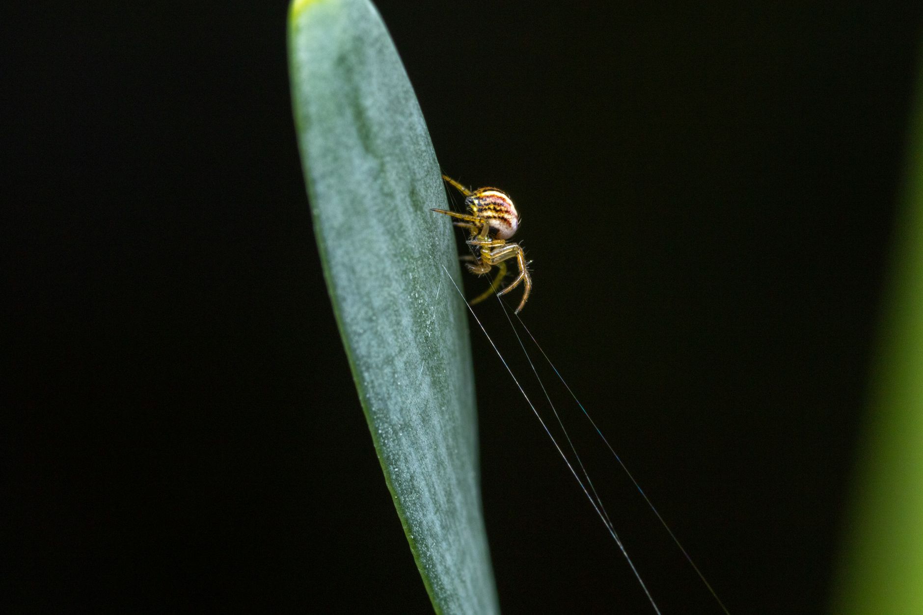 Hidden Wonders: Fluorescent Spider and Armoured Cricket Found in Angola