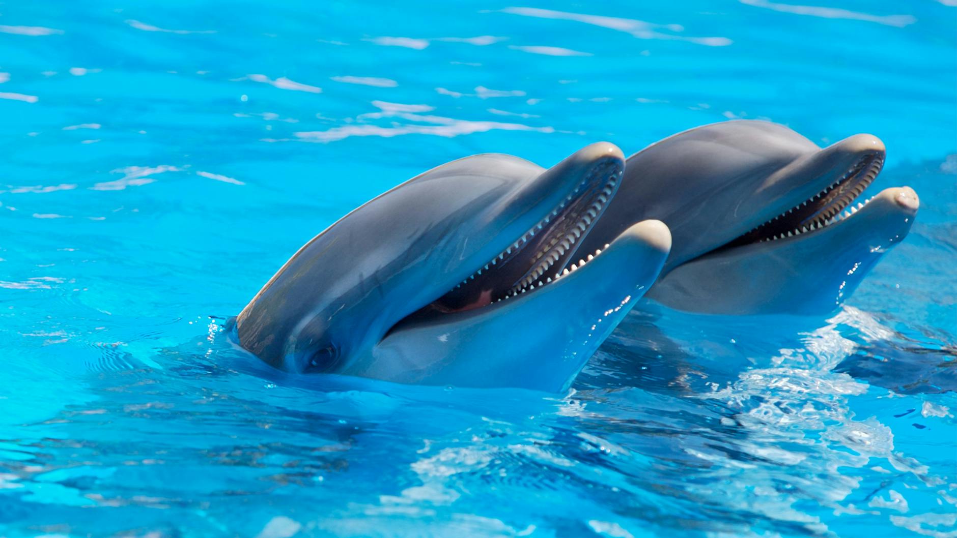 The Symphony of Dolphins: Understanding Their Unique Calls