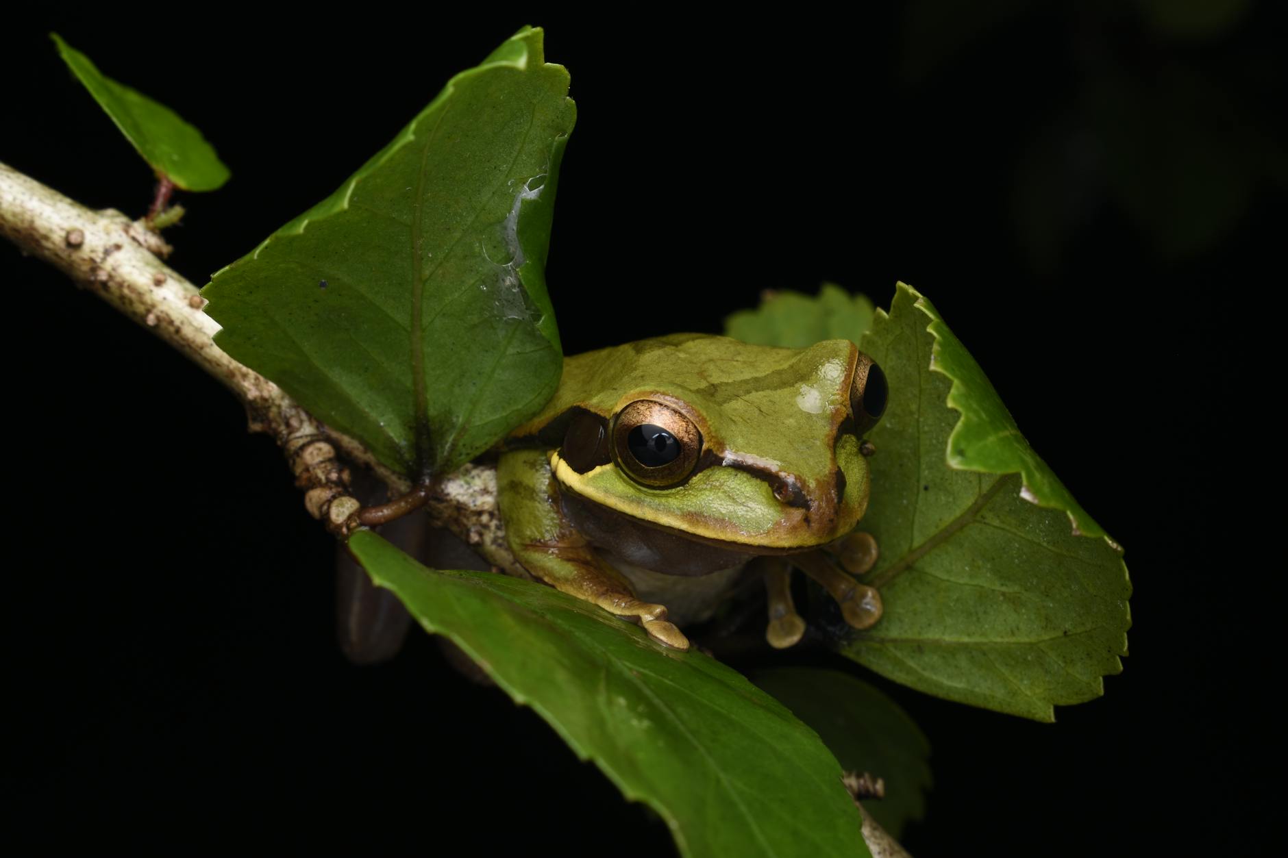 Rare Frog Species Discovered in Nagaland's Streams