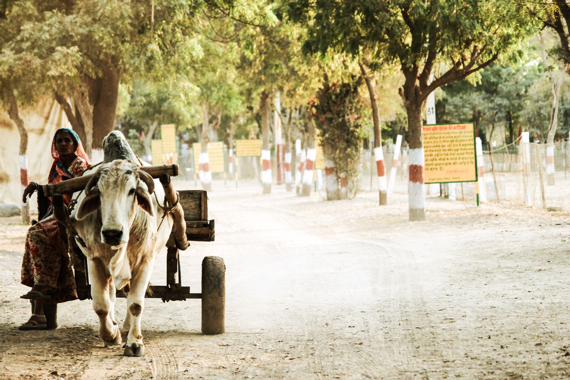 Bikaner's Maternal Health Crisis Lacks a Singular Explanation