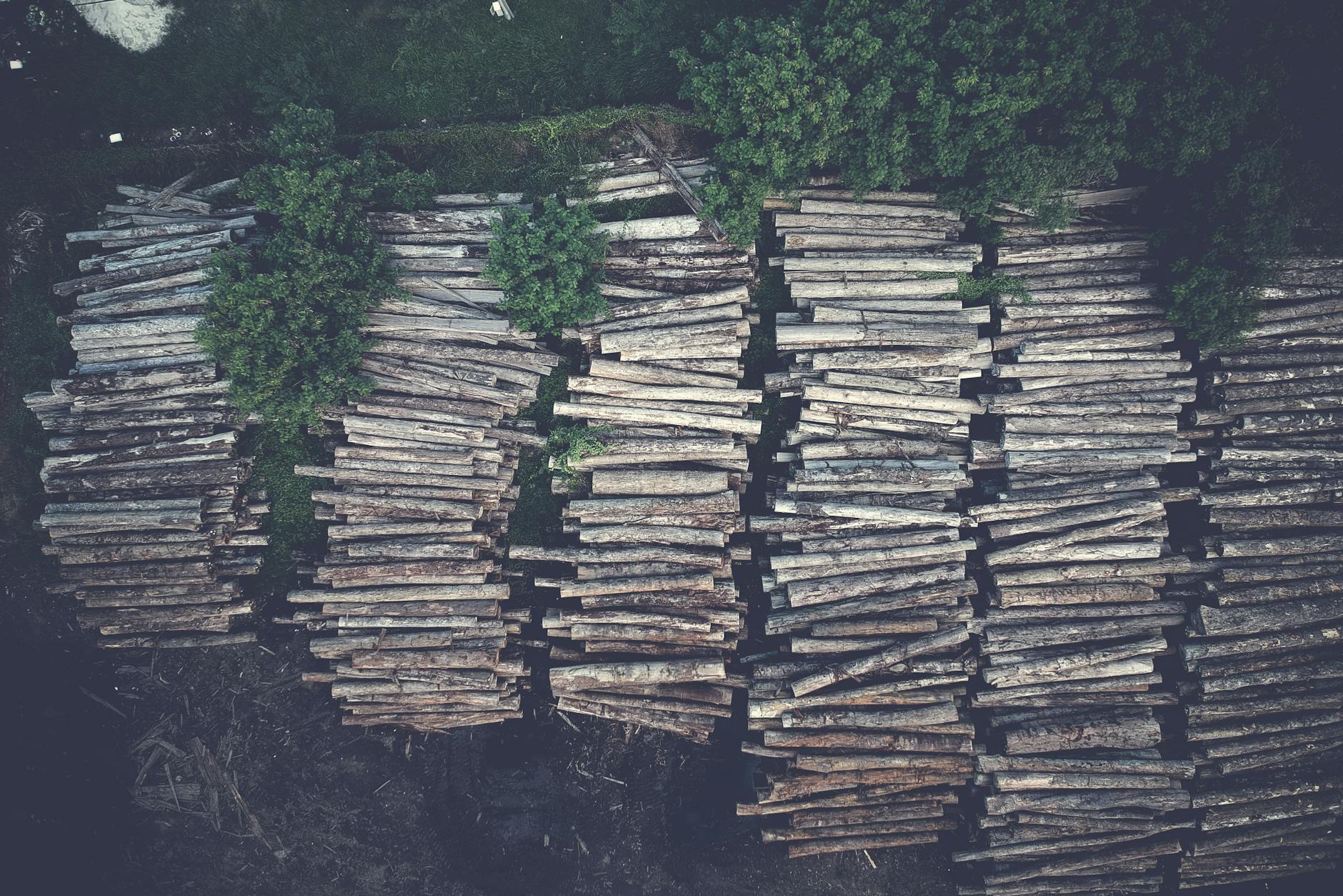 Great Nicobar Project Faces Backlash with Over 200,000 Signatures