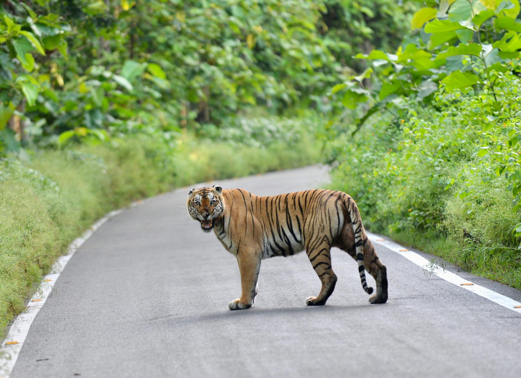 Varanasi-Kolkata Expressway Gains Approval Amidst Environmental Concerns