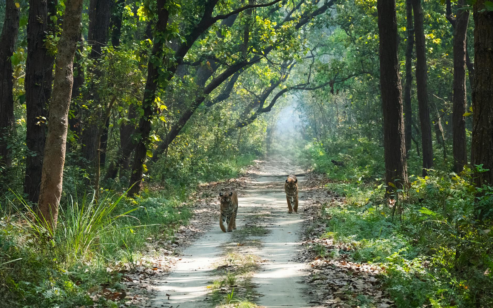 Green Light for Varanasi-Kolkata Expressway Amid Environmental Concerns