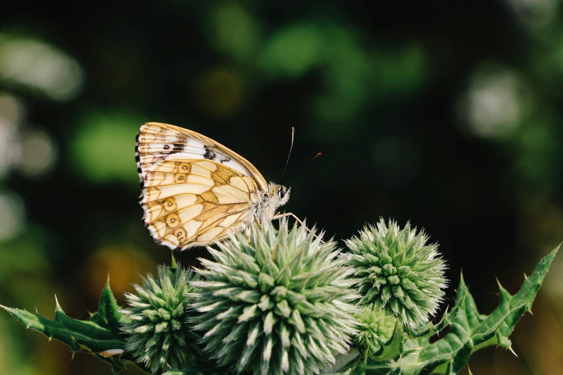 Newcastle's Green Ambitions: Environment Grants Open for 2026