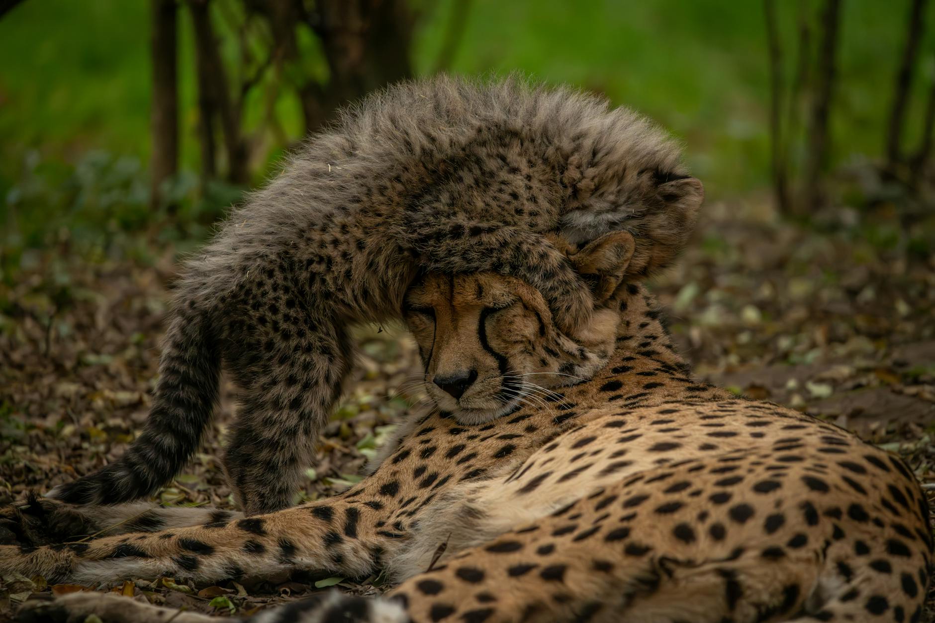 India Celebrates Cheetah Milestone as Population Reaches 53