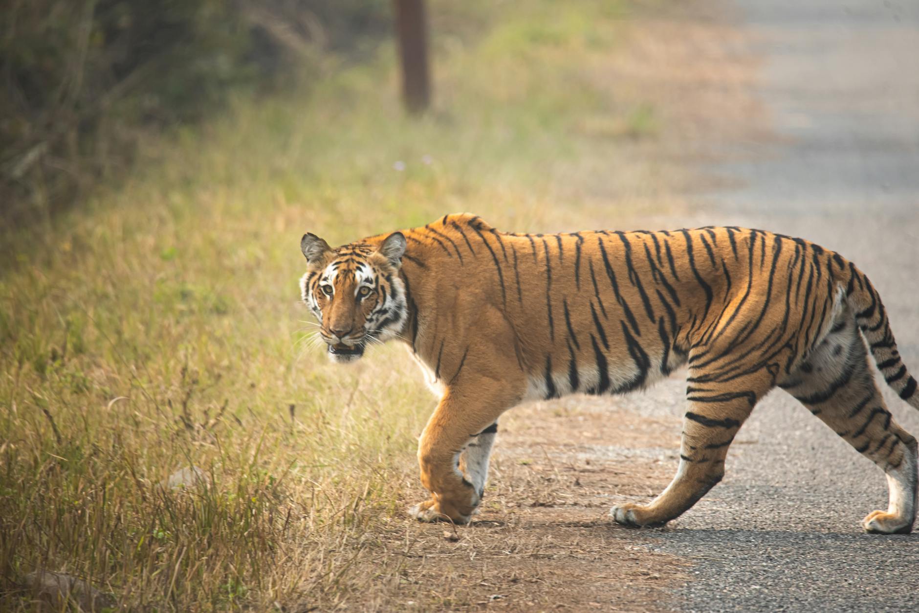 Controversial Green Light for Varanasi-Kolkata Expressway