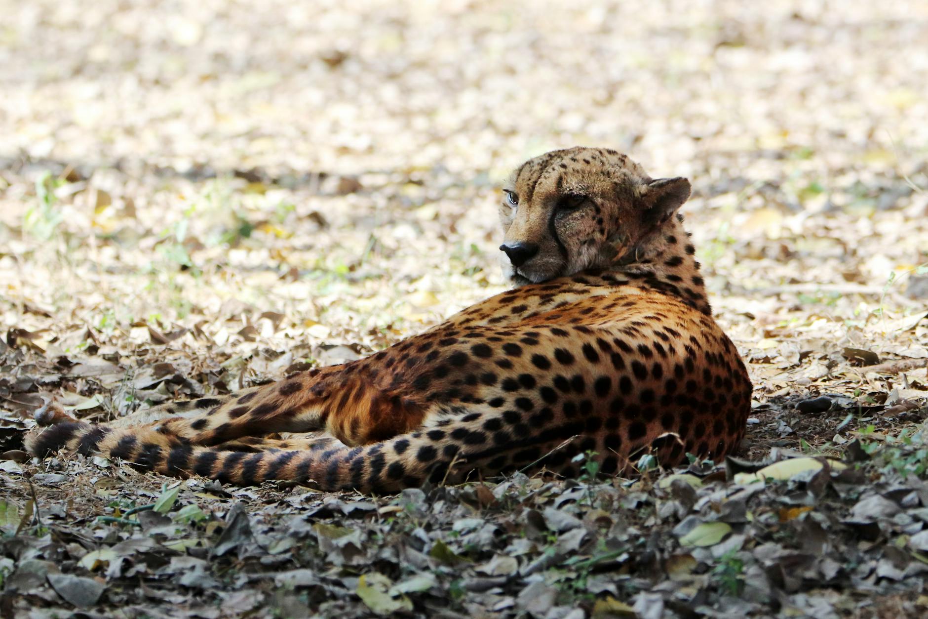 Ministerial Review Paves Way for Cheetah Conservation Progress
