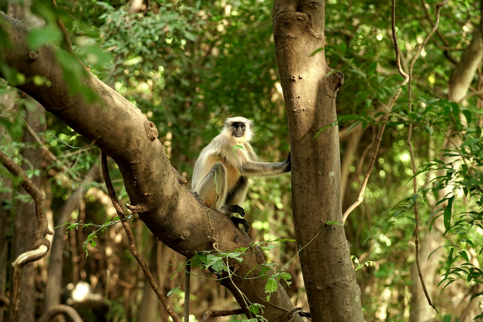 India Stresses Local Action for Global Biodiversity Impact