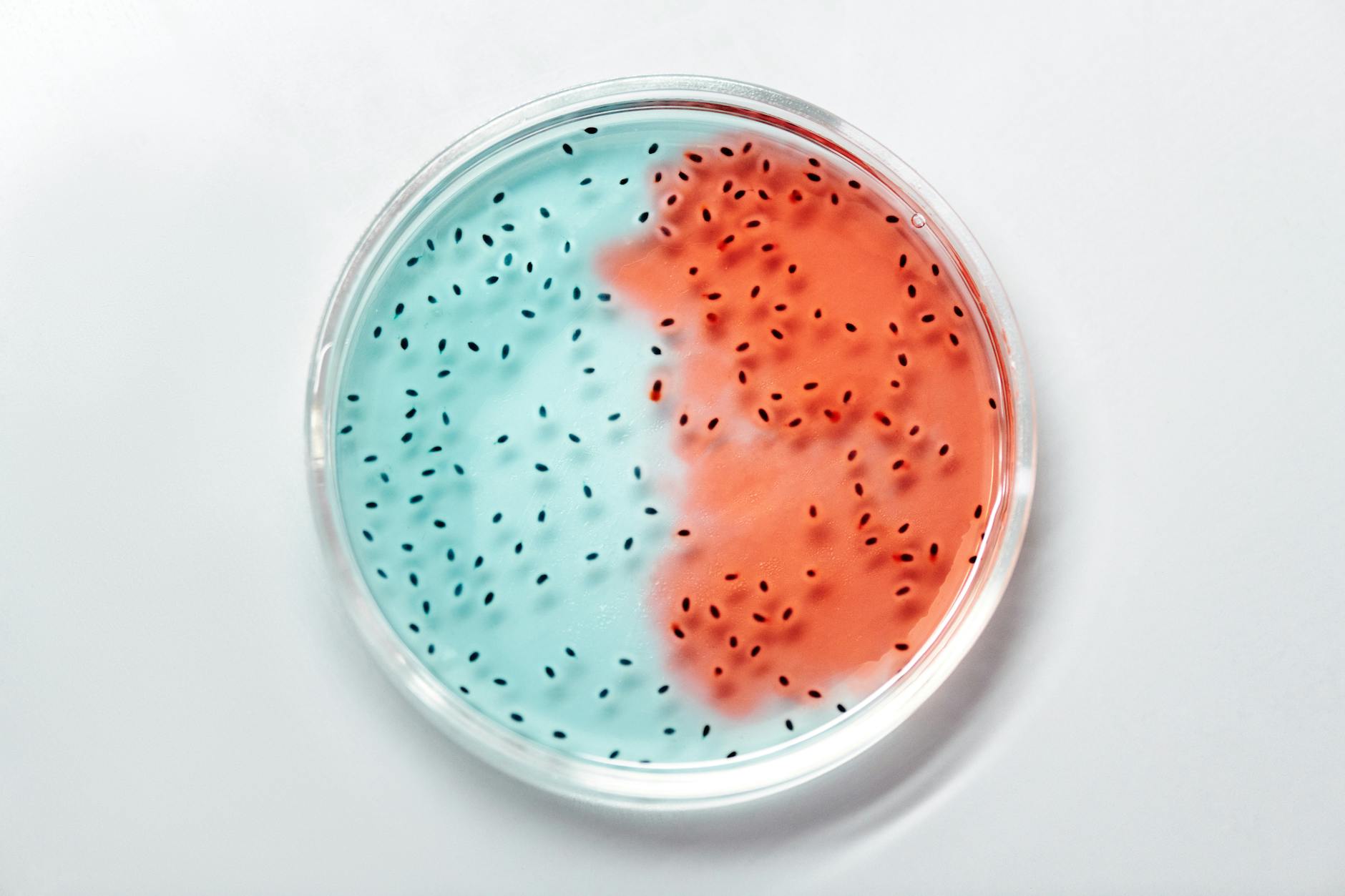 Space Experiments Reveal Pneumonia's Impact on Heart Health