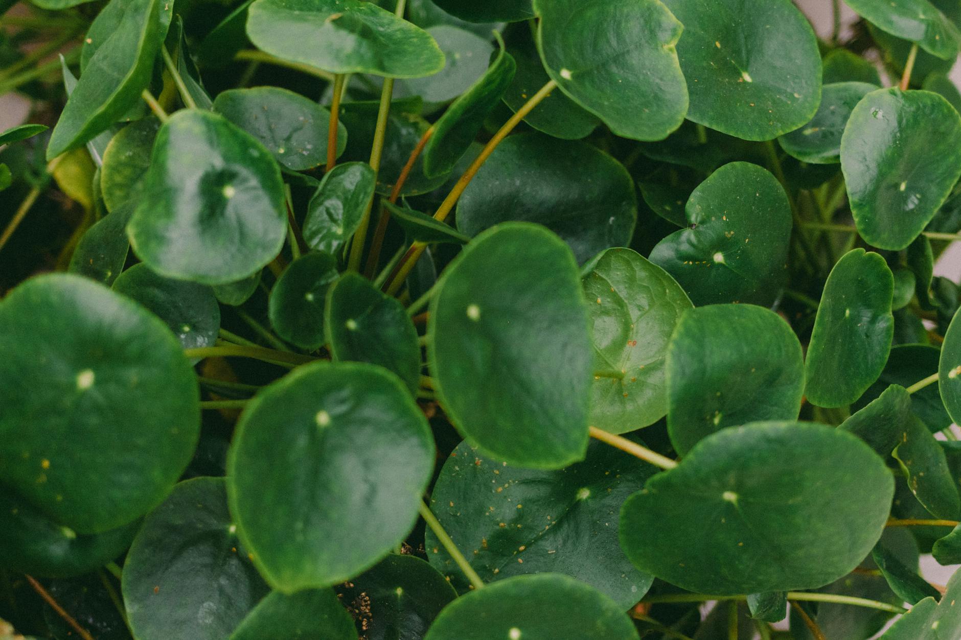 Chinese Money Plant Leaves Unveil Hidden Mathematical Pattern